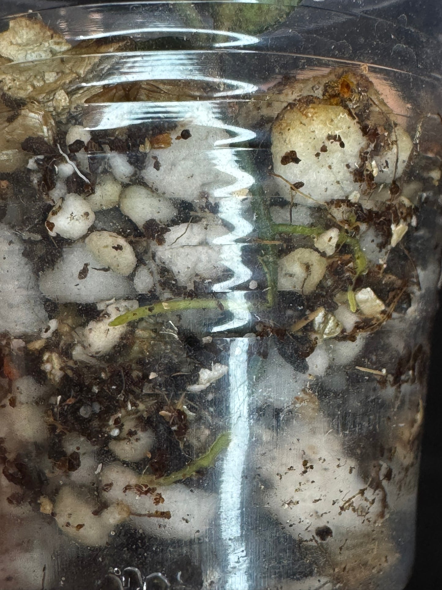 UNICORN🦄! Hoya sp Kalimantan Mini Coin variegated, beautiful leaves, rare