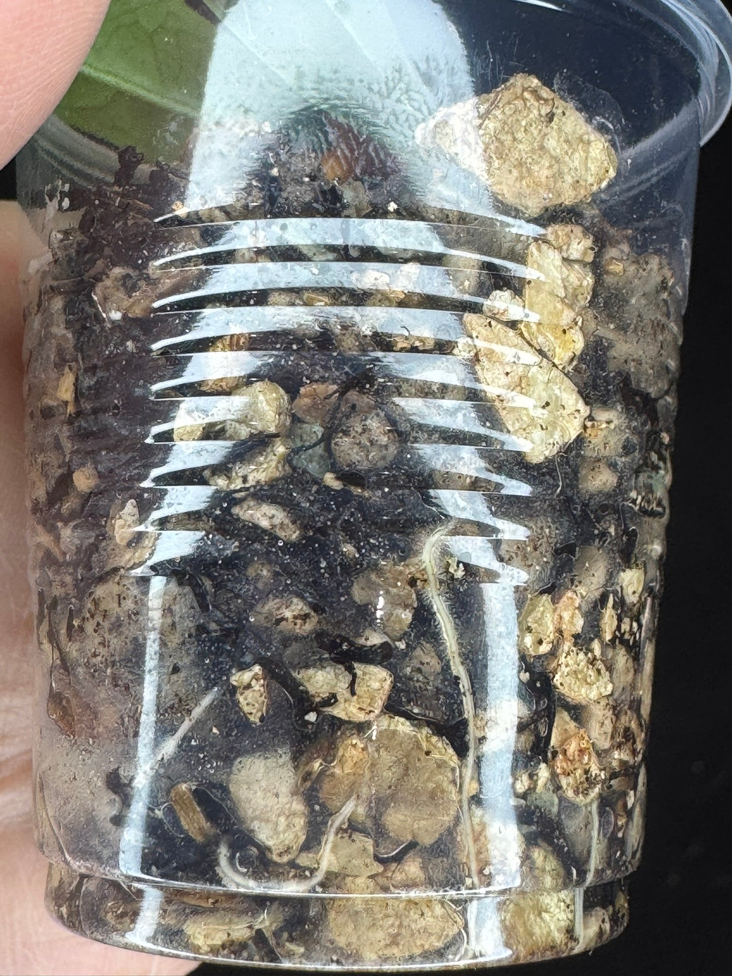 Hoya platycaulis, fragrant flowers