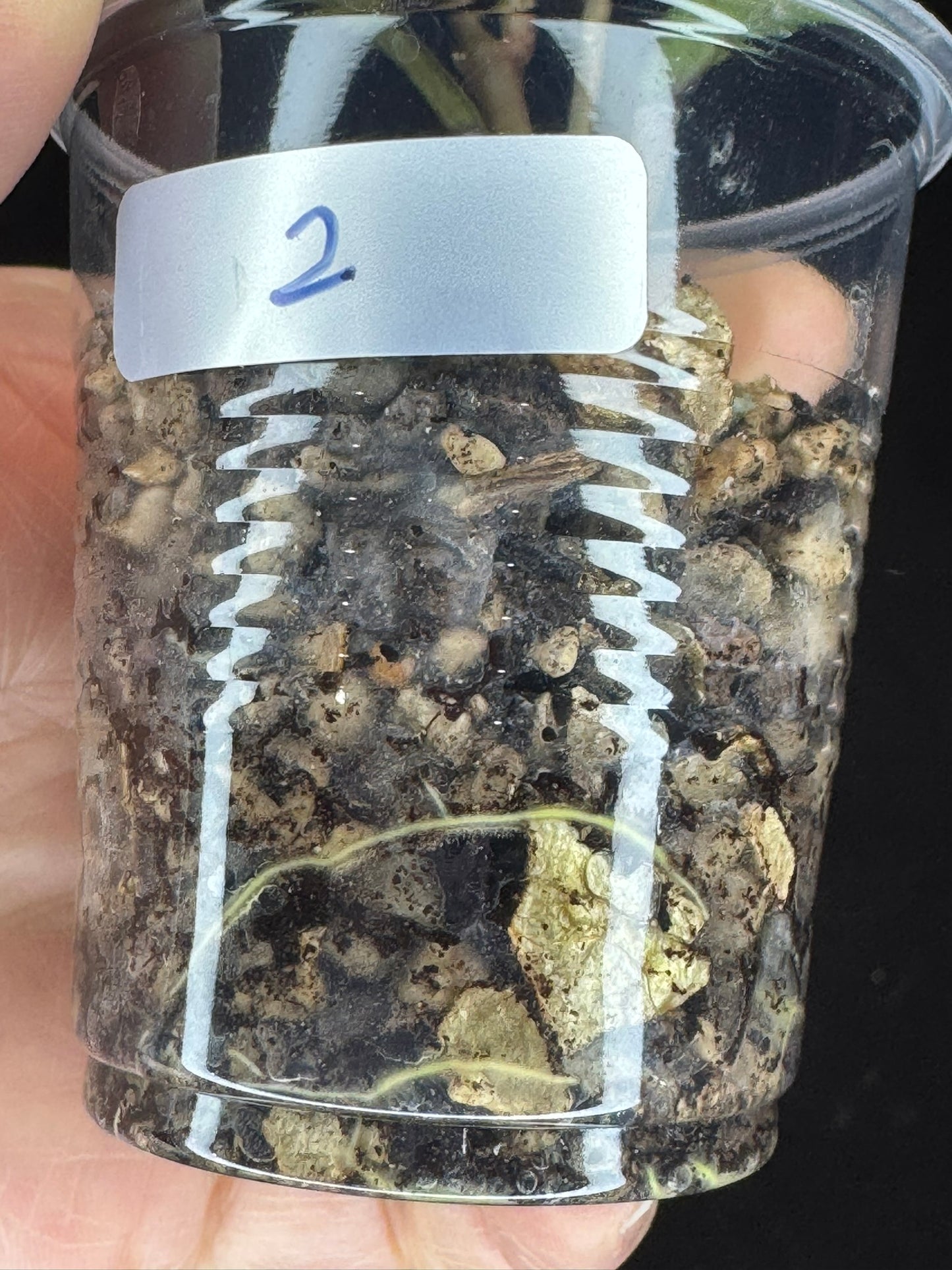 UNICORN🦄! Hoya snowman (#2), rare