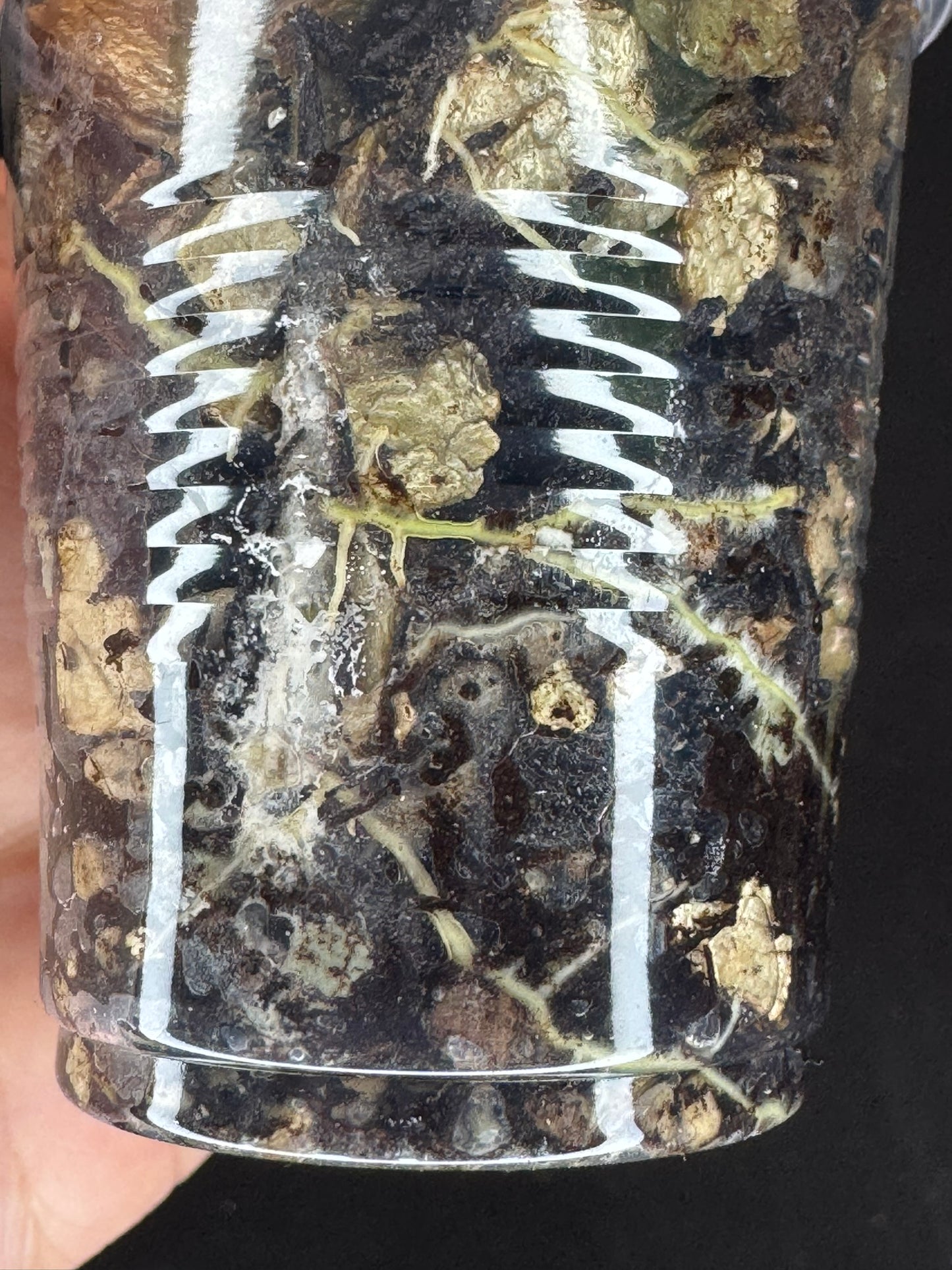 UNICORN🦄! Hoya swiffer's nightmare, nice variegation color, new growth point, super rare (Upgrade Shipping is recommended)