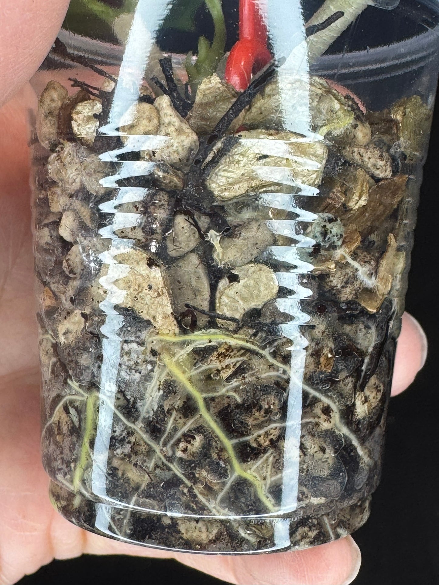 Hoya Patcharawalai 023 Silver/splash, attracting silver leaves, rare hoya