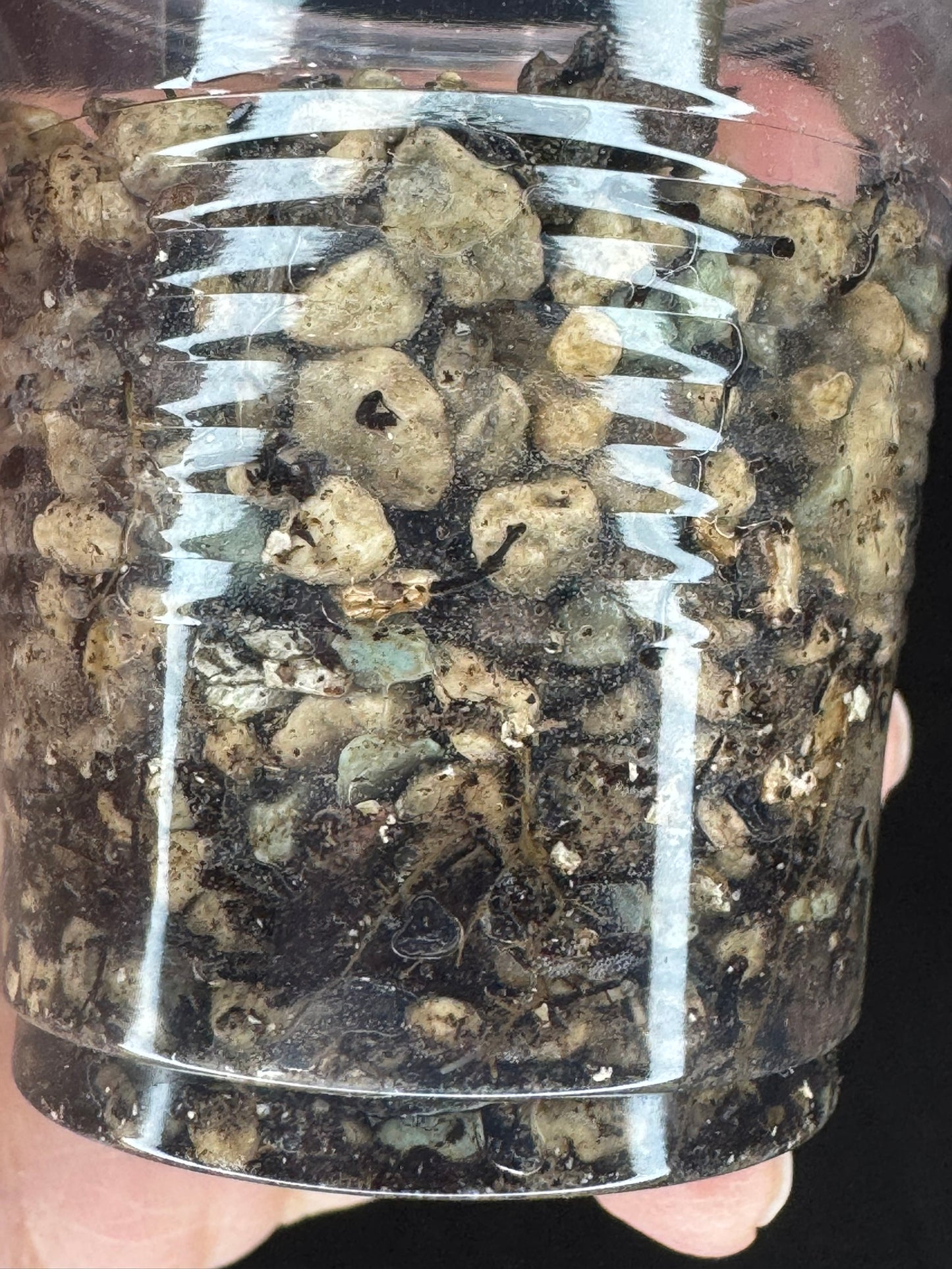 Begonia Plant 'Dainty Spary' Variegated, rare