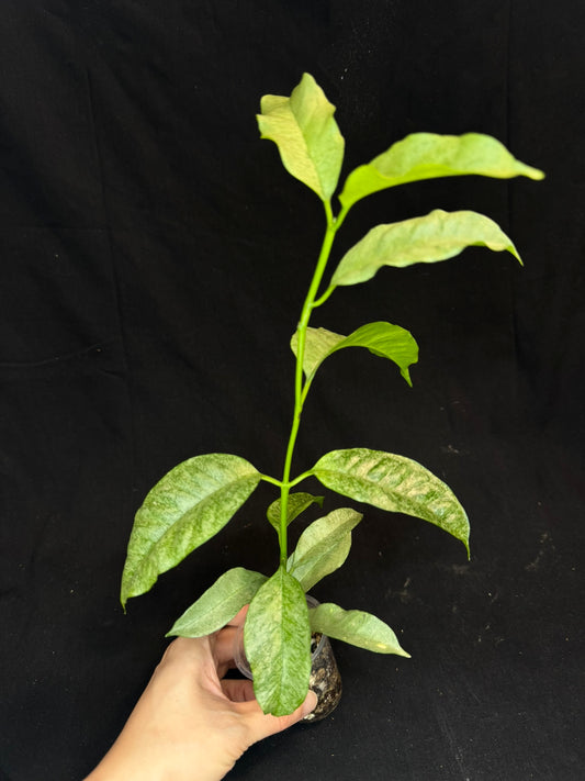 Hoya multiflora silver 'Wonder Phil', silver leaves, active growth, well-rooted