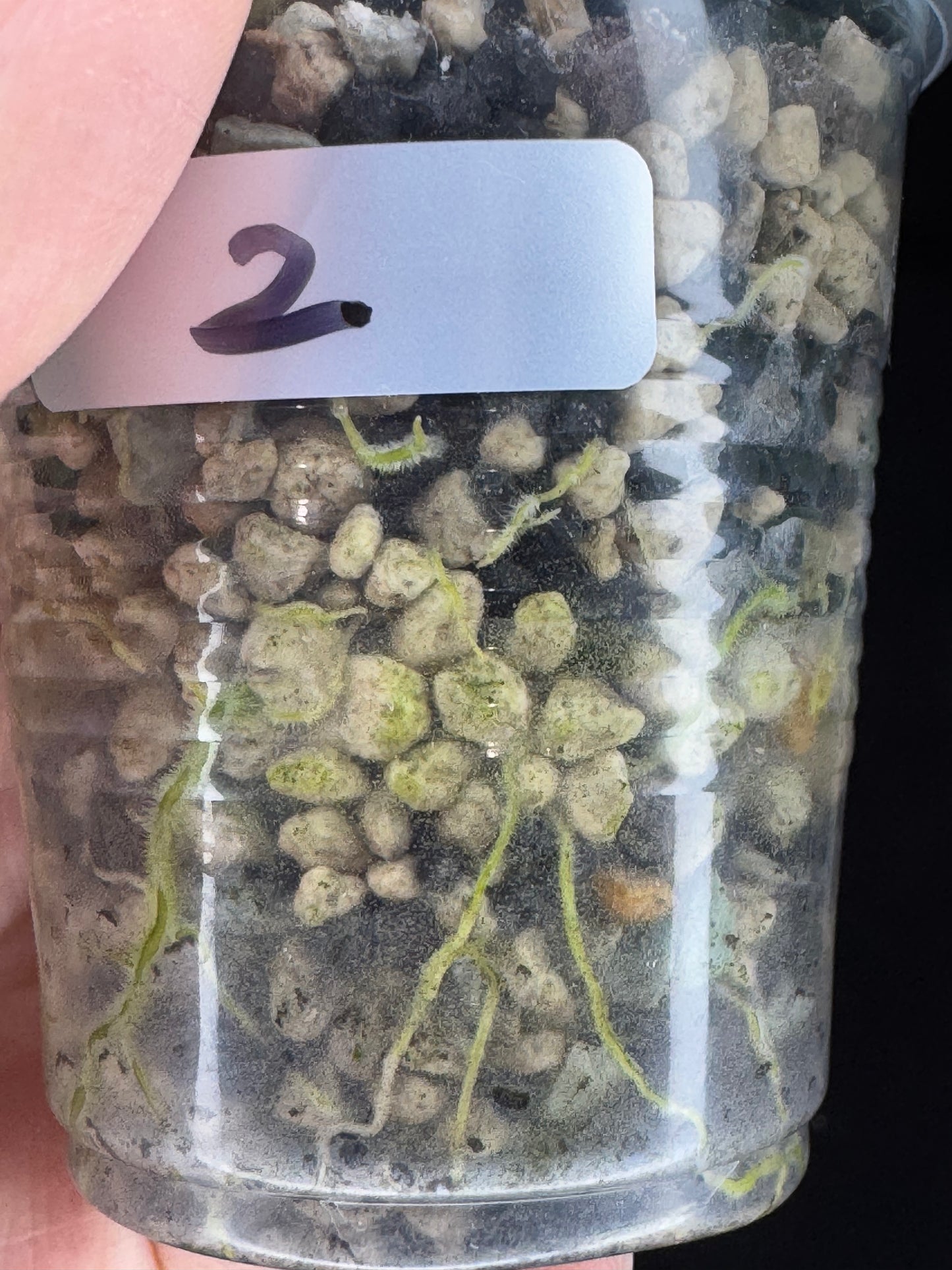 Hoya Verticillata Silver ( From Indonesia), silvery gem leaves, rare #2