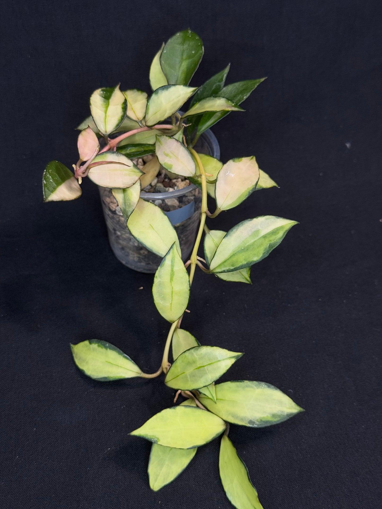 Hoya Lacunosa souma, #2, rare, nice pink sun-stressed variegation