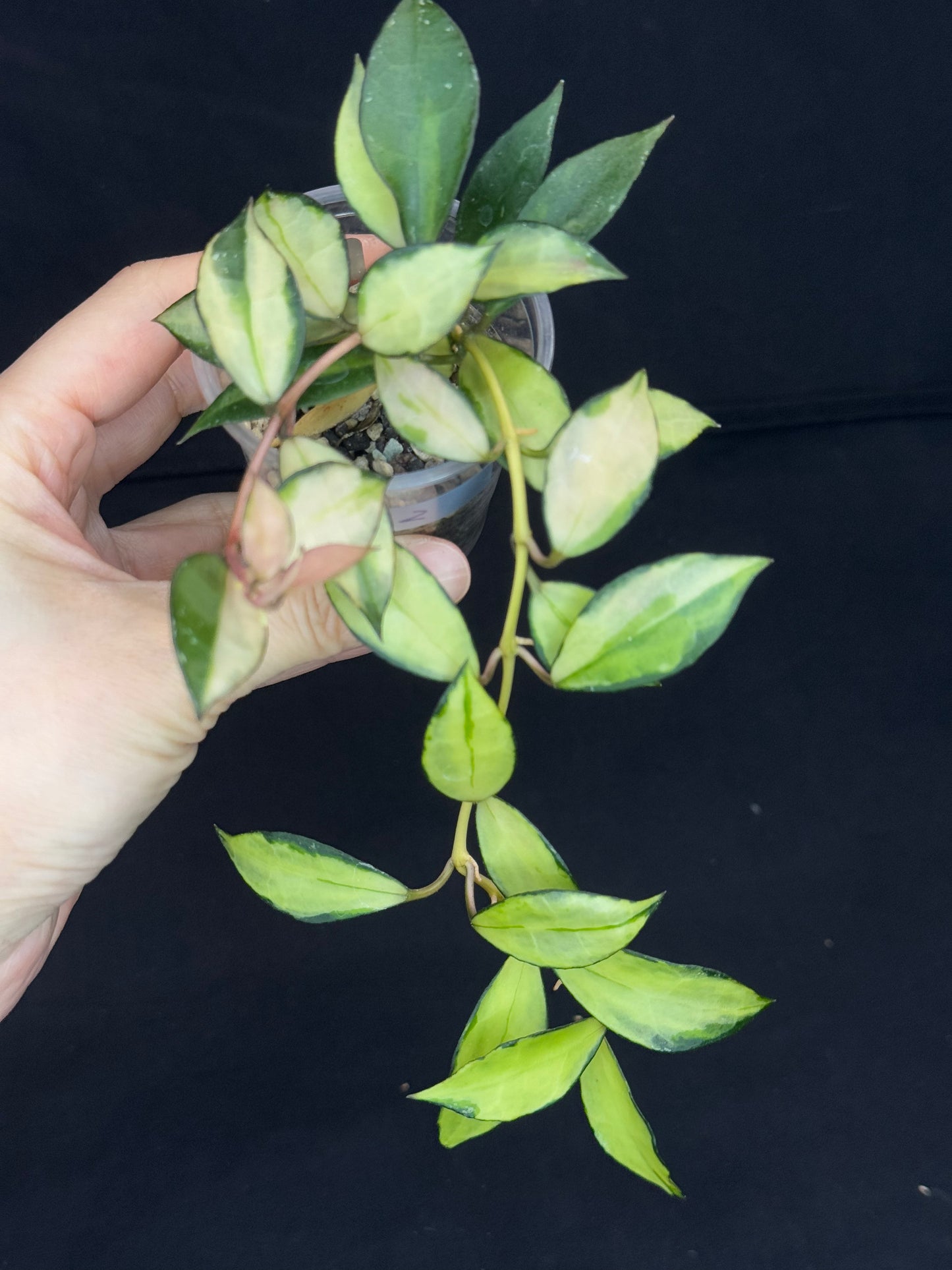 Hoya Lacunosa souma, #2, rare, nice pink sun-stressed variegation