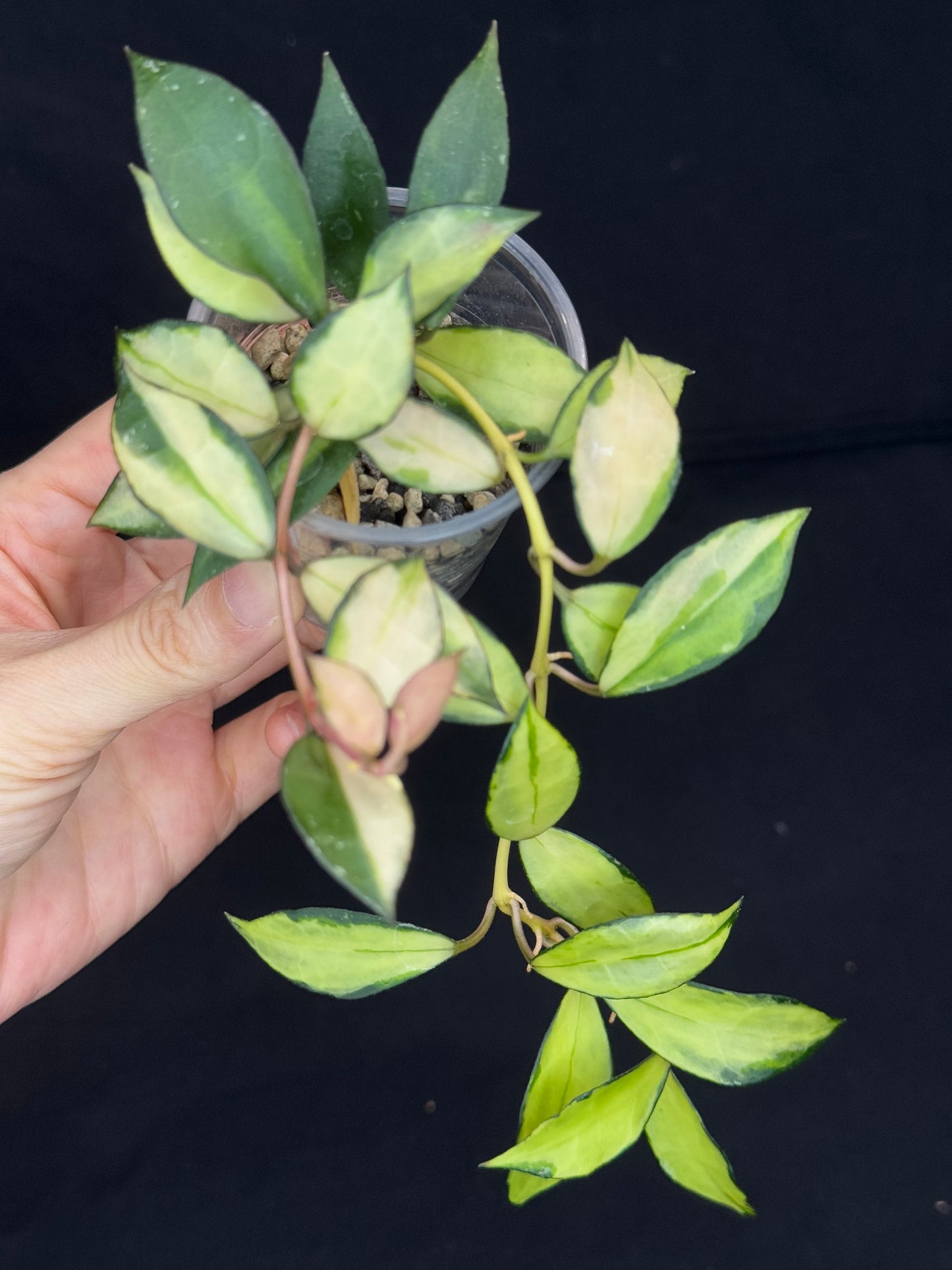 Hoya Lacunosa souma, #2, rare, nice pink sun-stressed variegation