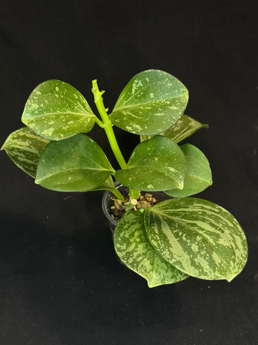 UNICORN🦄! Hoya pachyclada splash, established splashy plant with multiple leaves, rare