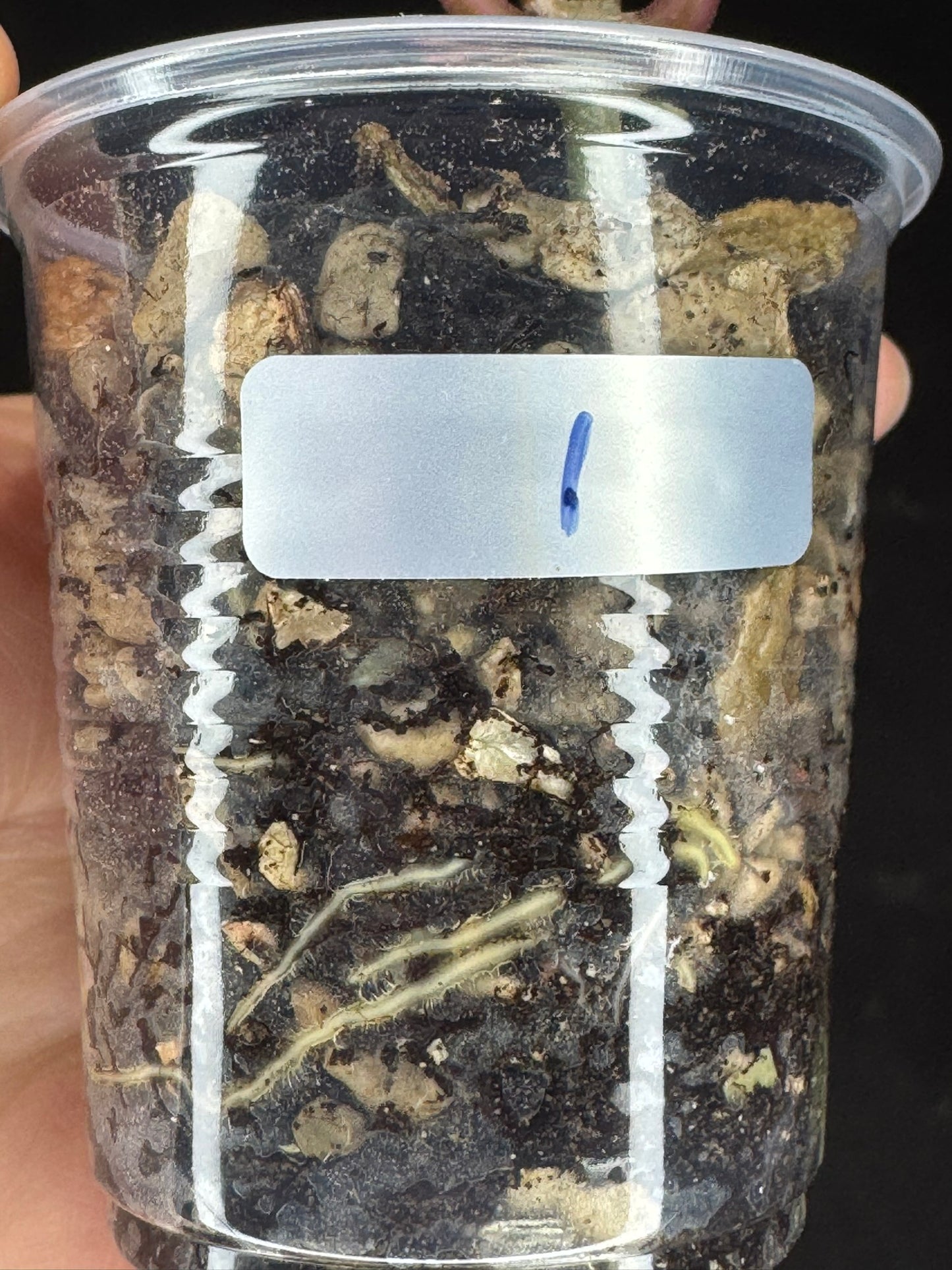 UNICORN🦄! Hoya crocodile (#1), nice variegation color, new growth, super rare (Upgrade Shipping is recommended)