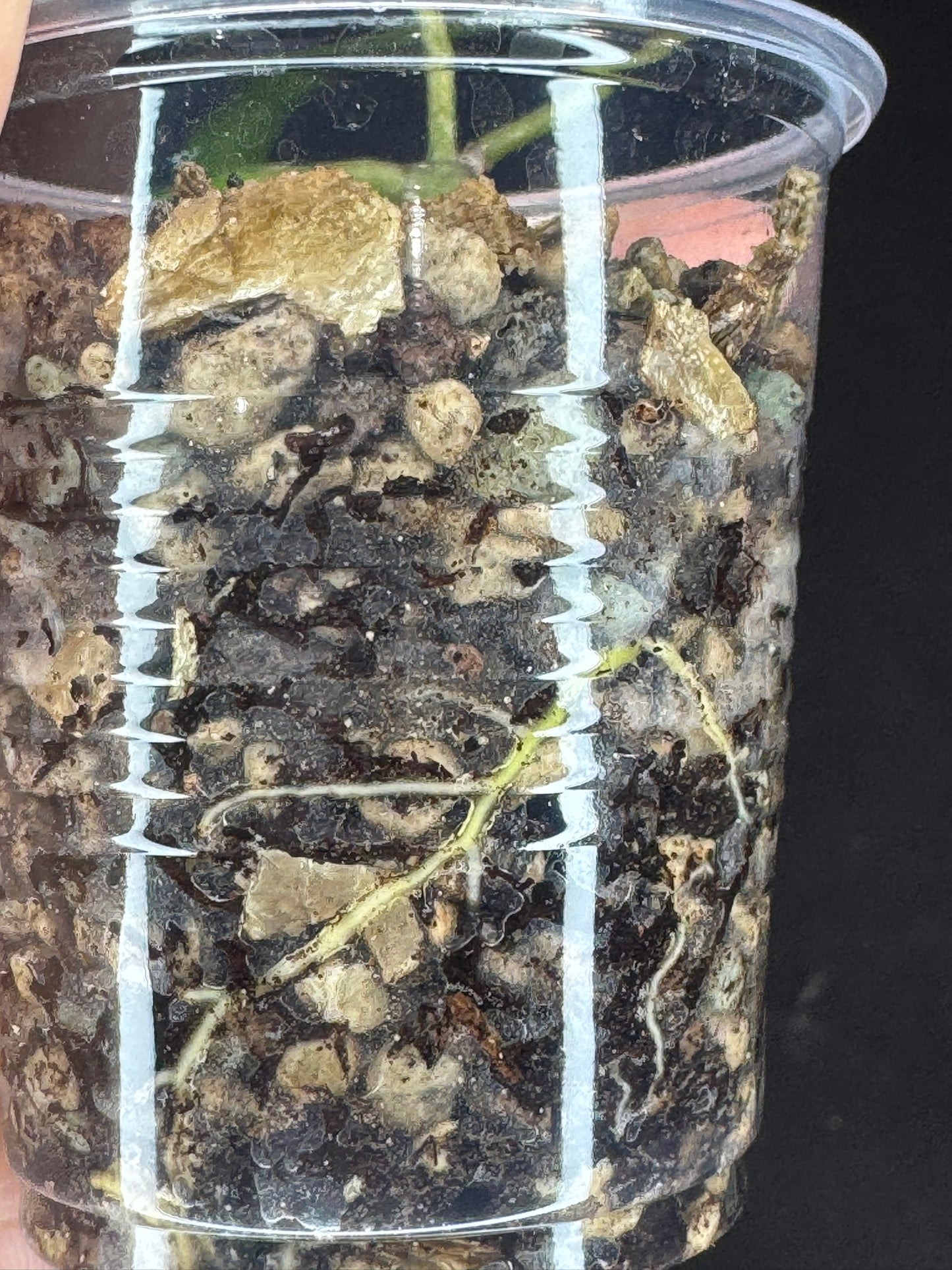 UNICORN🦄! Hoya Sulawesiana silver/splash, actively growing, rare