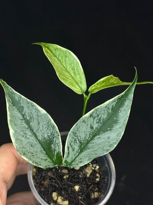 UNICORN🦄! Hoya polyneura ice queen, perfect silvery leaves, super rare (Upgrade Shipping is suggested)