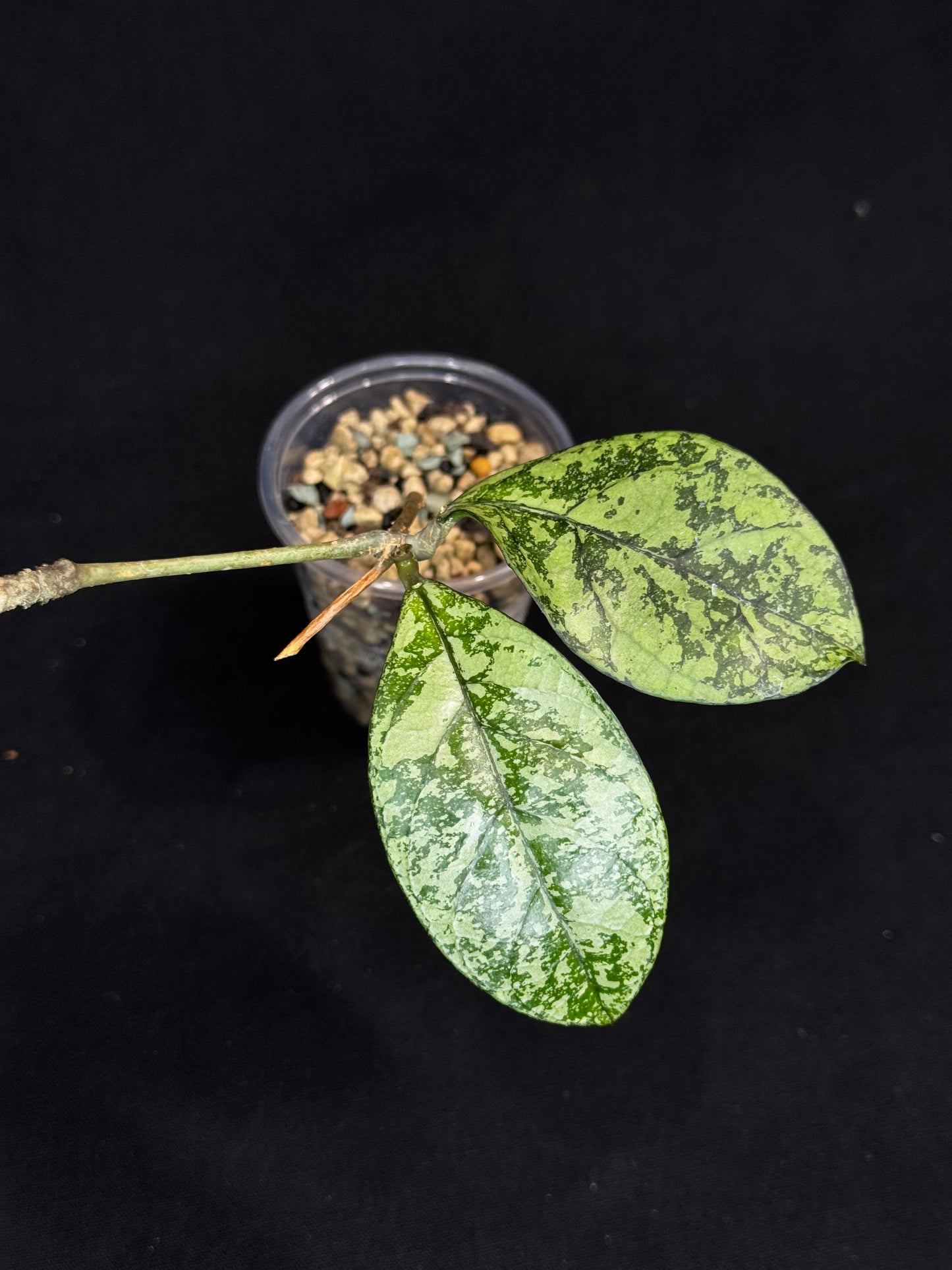Hoya Crassipetiolata Splash/silver, Rooted, nice foliage, with a peduncle