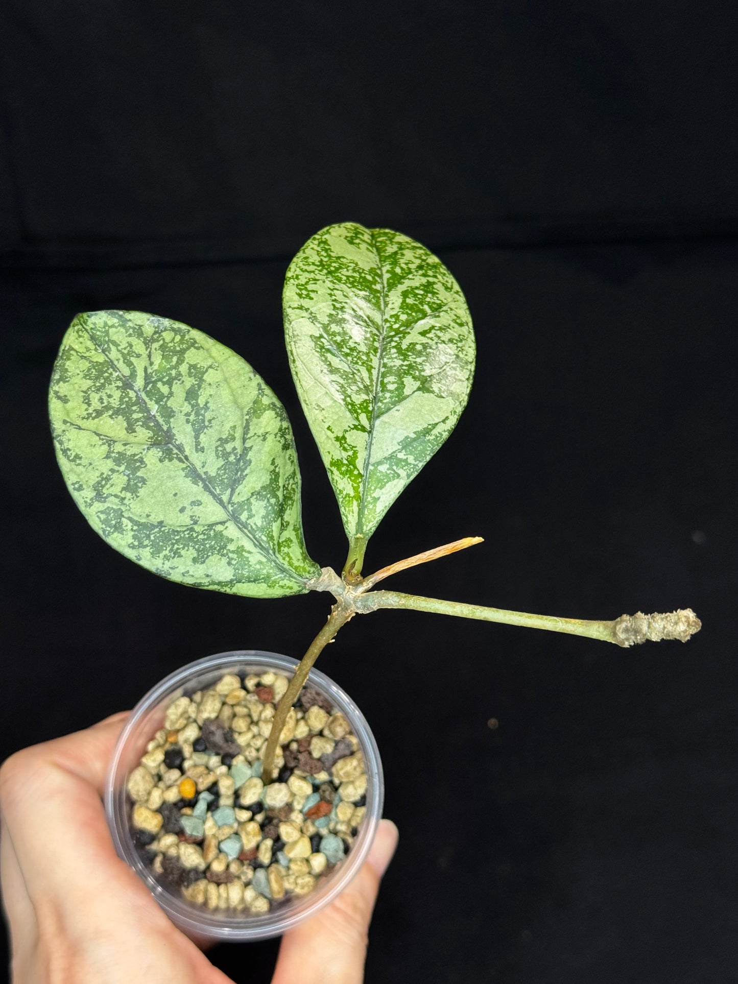 Hoya Crassipetiolata Splash/silver, Rooted, nice foliage, with a peduncle