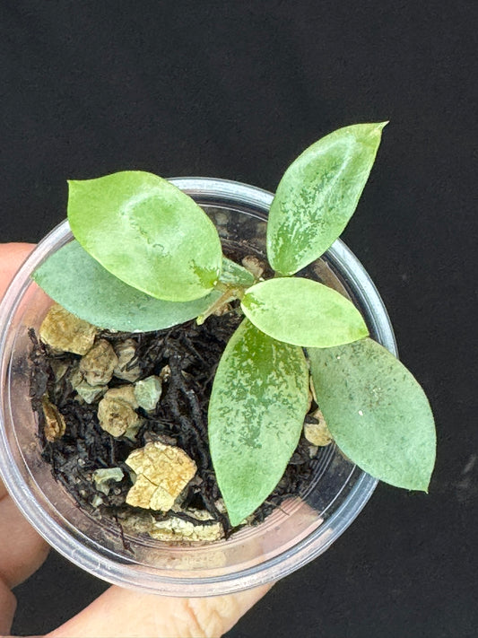 UNICORN🦄! Hoya sp Kalimantan Mini Coin silver, beautiful small leaves, rare