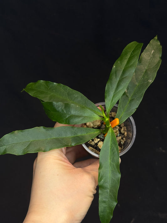 Hoya Decipulae,special flowers