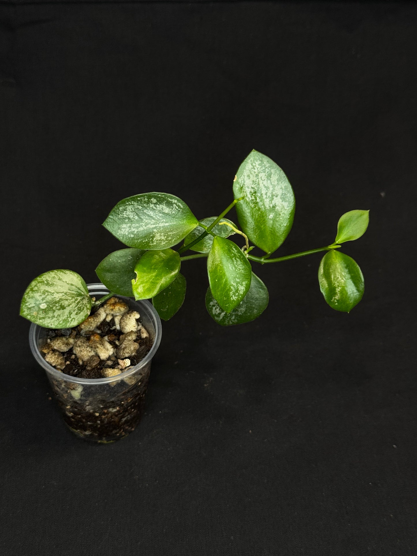 Hoya collina, cute round leaves with some silver