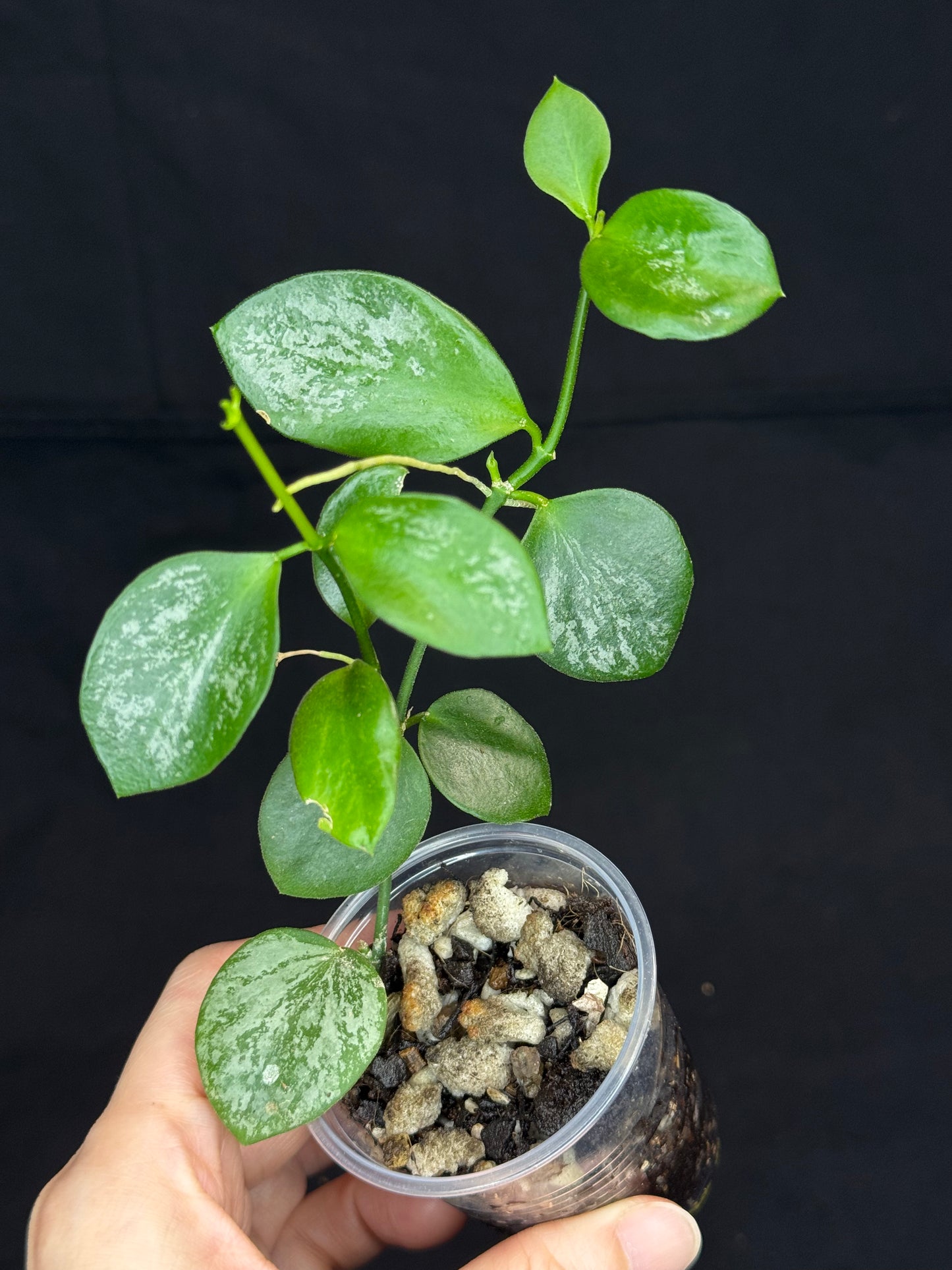 Hoya collina, cute round leaves with some silver