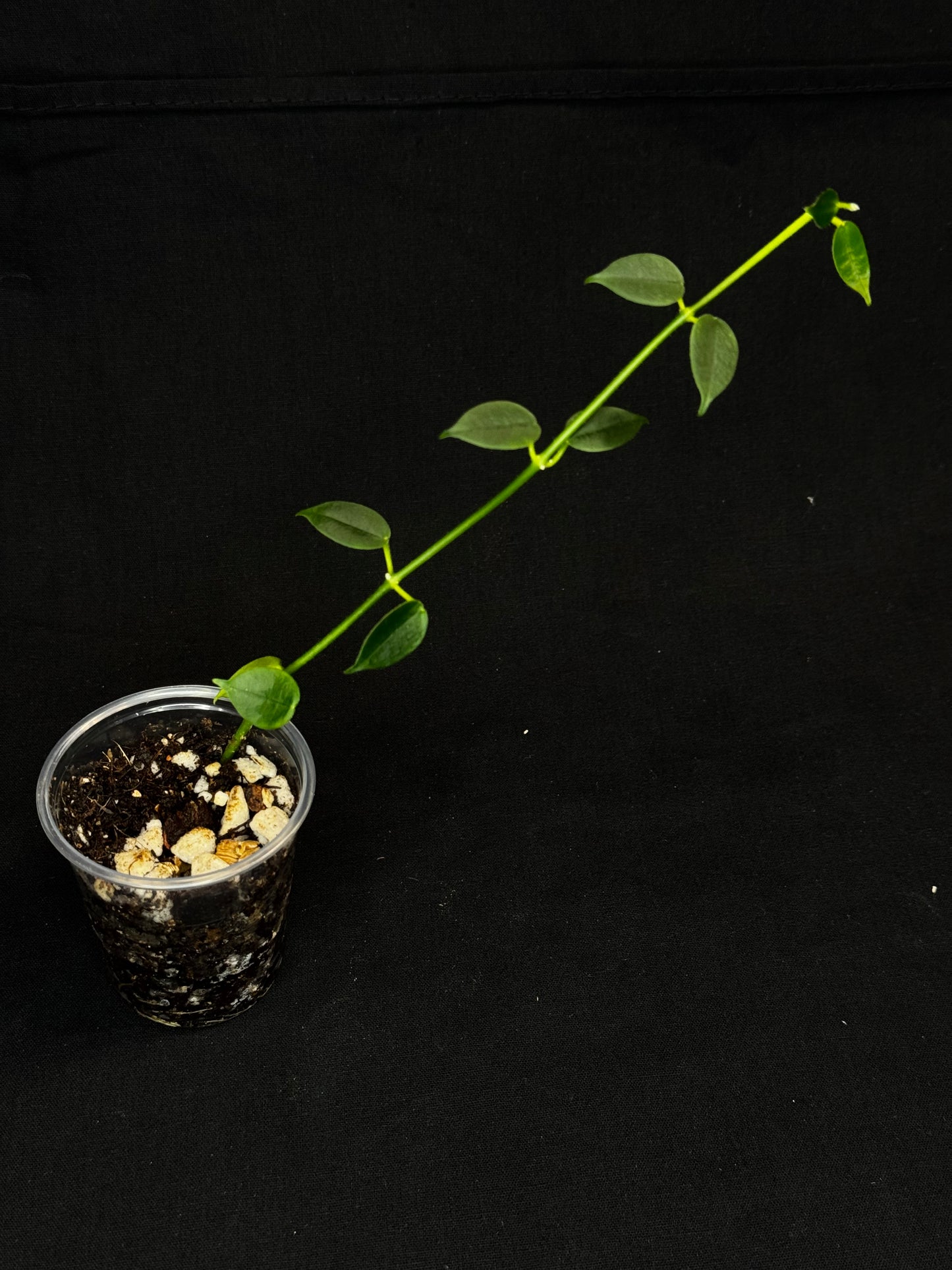 Hoya lithophytica, rare and cute, small leaves