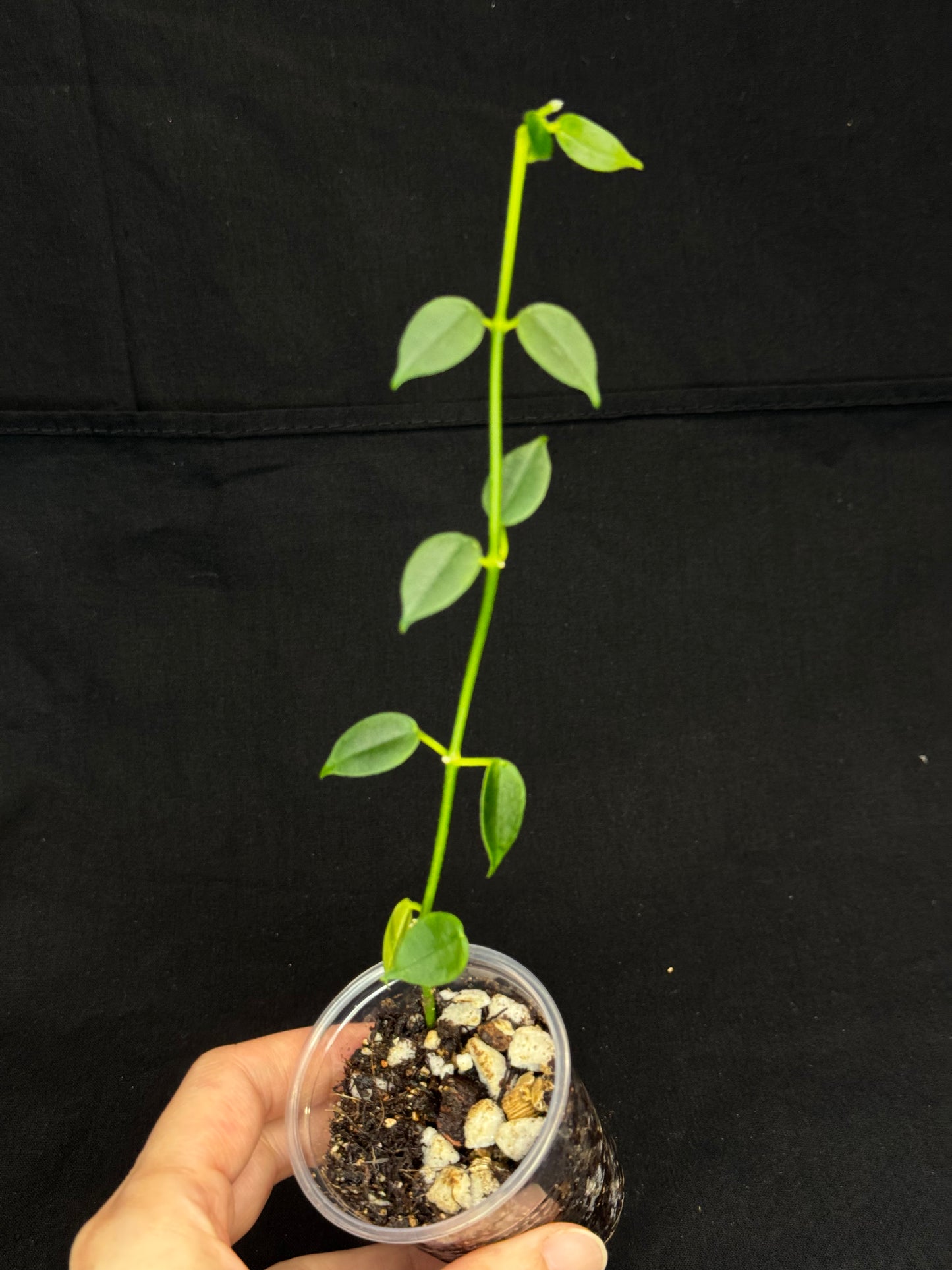 Hoya lithophytica, rare and cute, small leaves