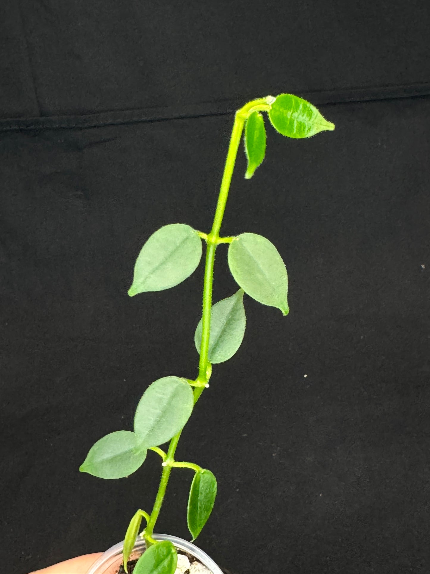 Hoya lithophytica, rare and cute, small leaves