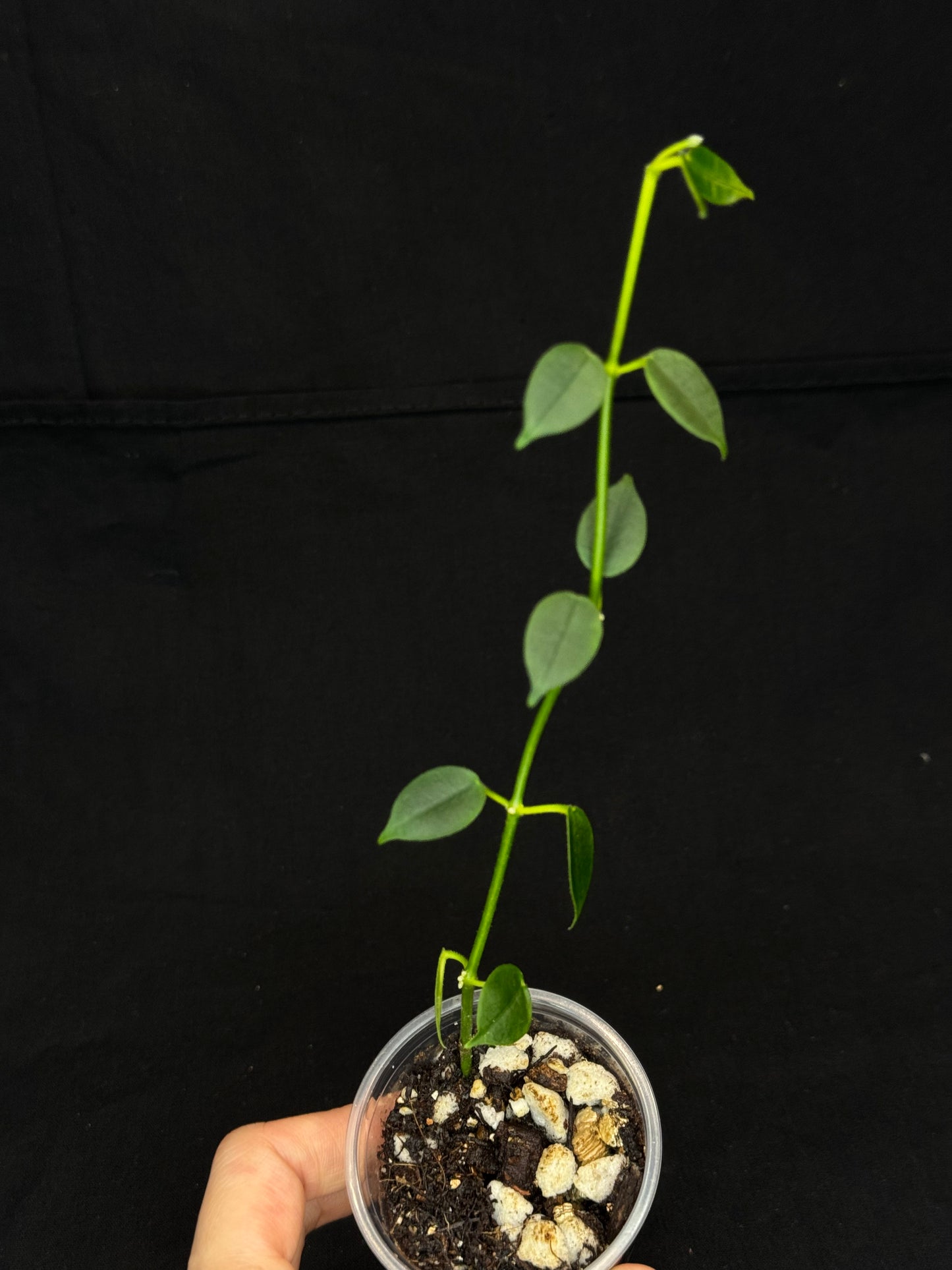 Hoya lithophytica, rare and cute, small leaves
