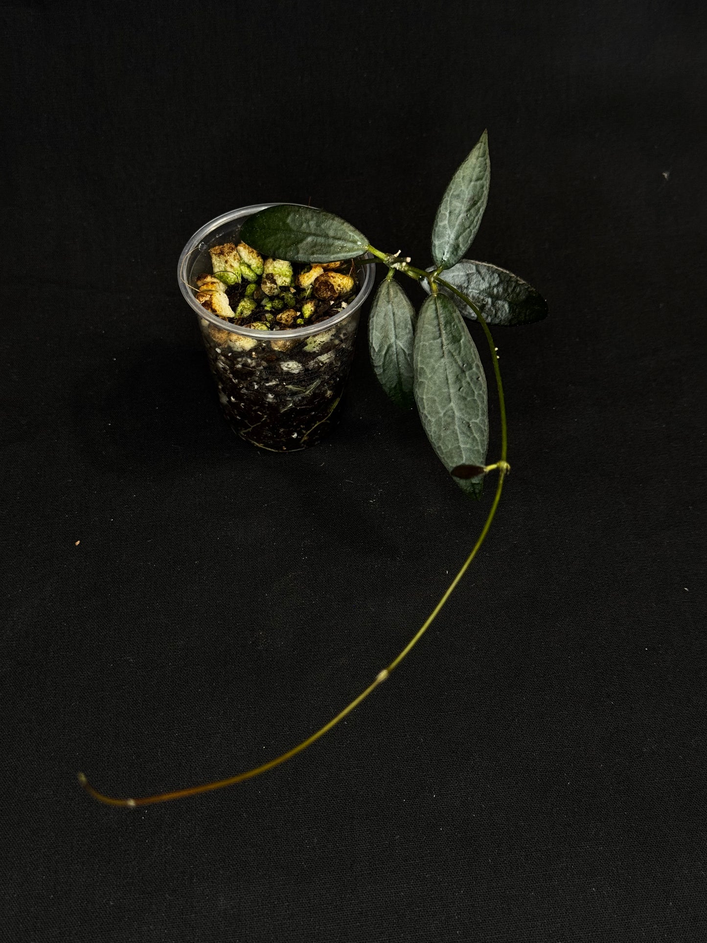Hoya GPS 88, dark small leaf with veins, special leaves