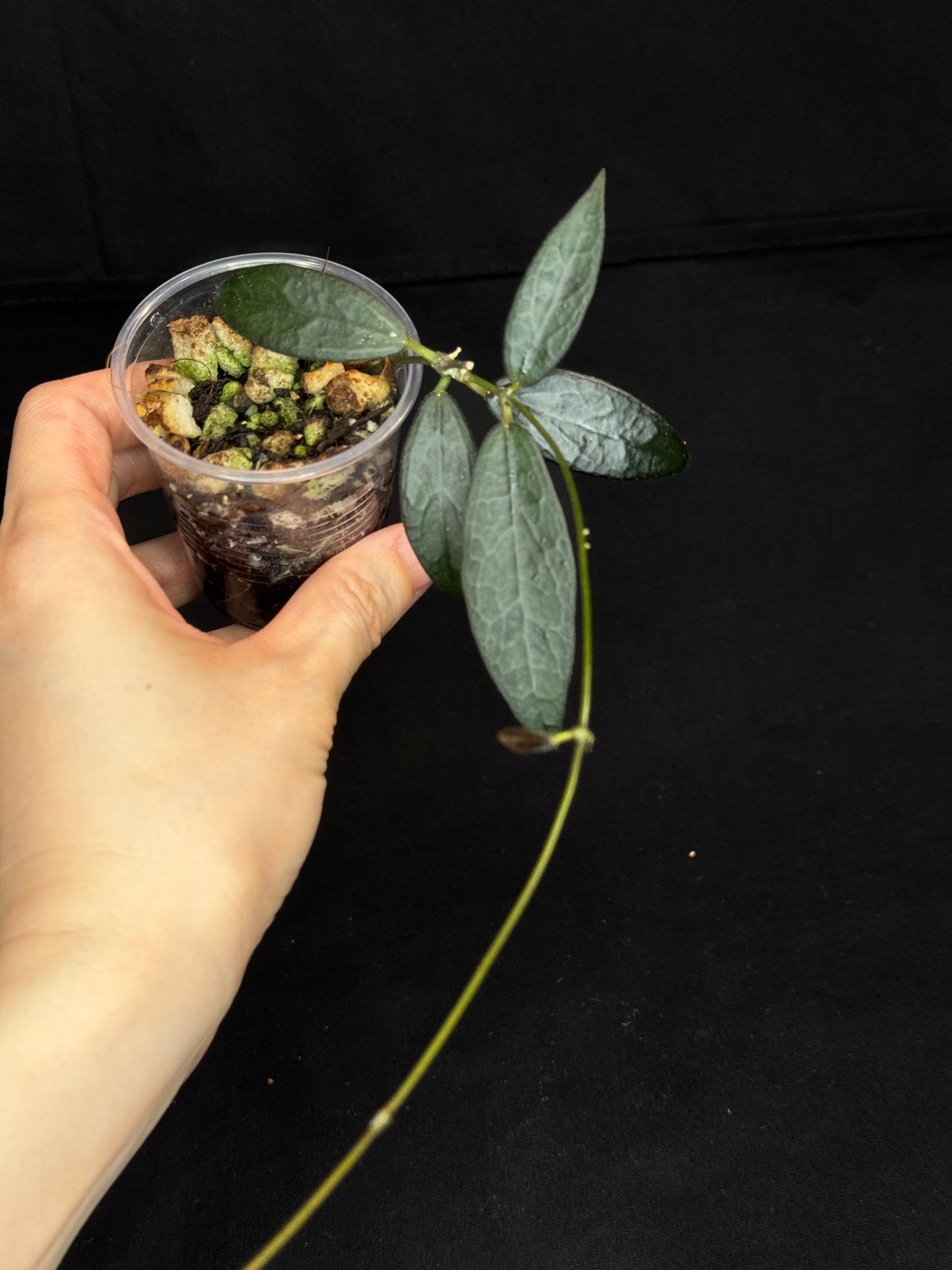 Hoya GPS 88, dark small leaf with veins, special leaves