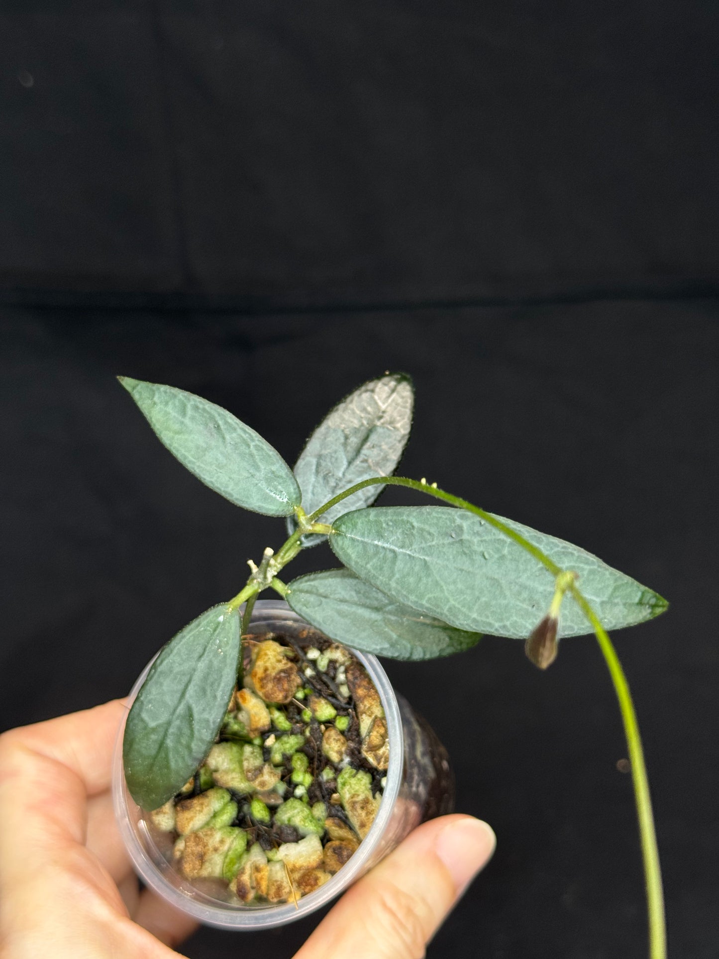Hoya GPS 88, dark small leaf with veins, special leaves