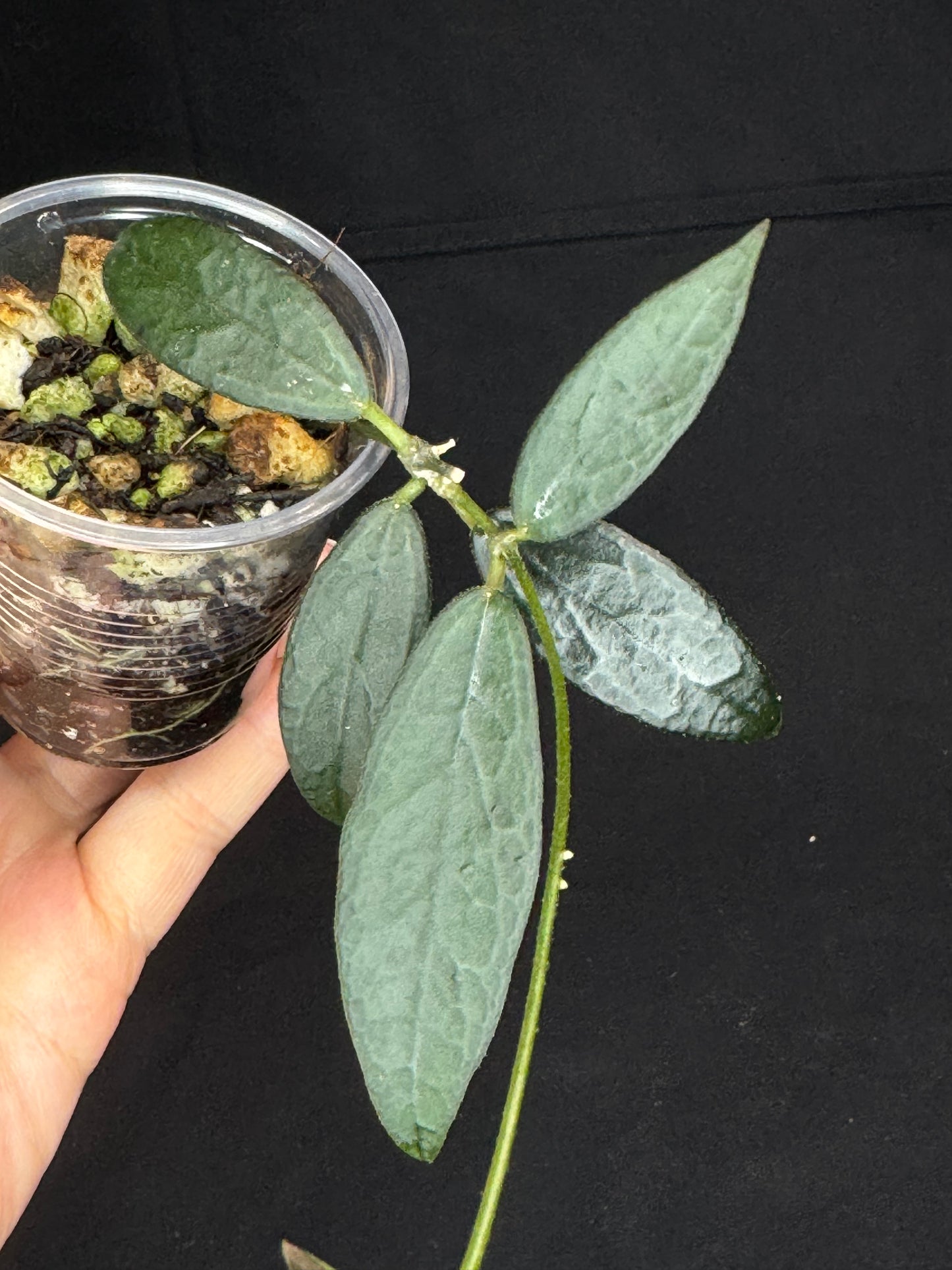 Hoya GPS 88, dark small leaf with veins, special leaves