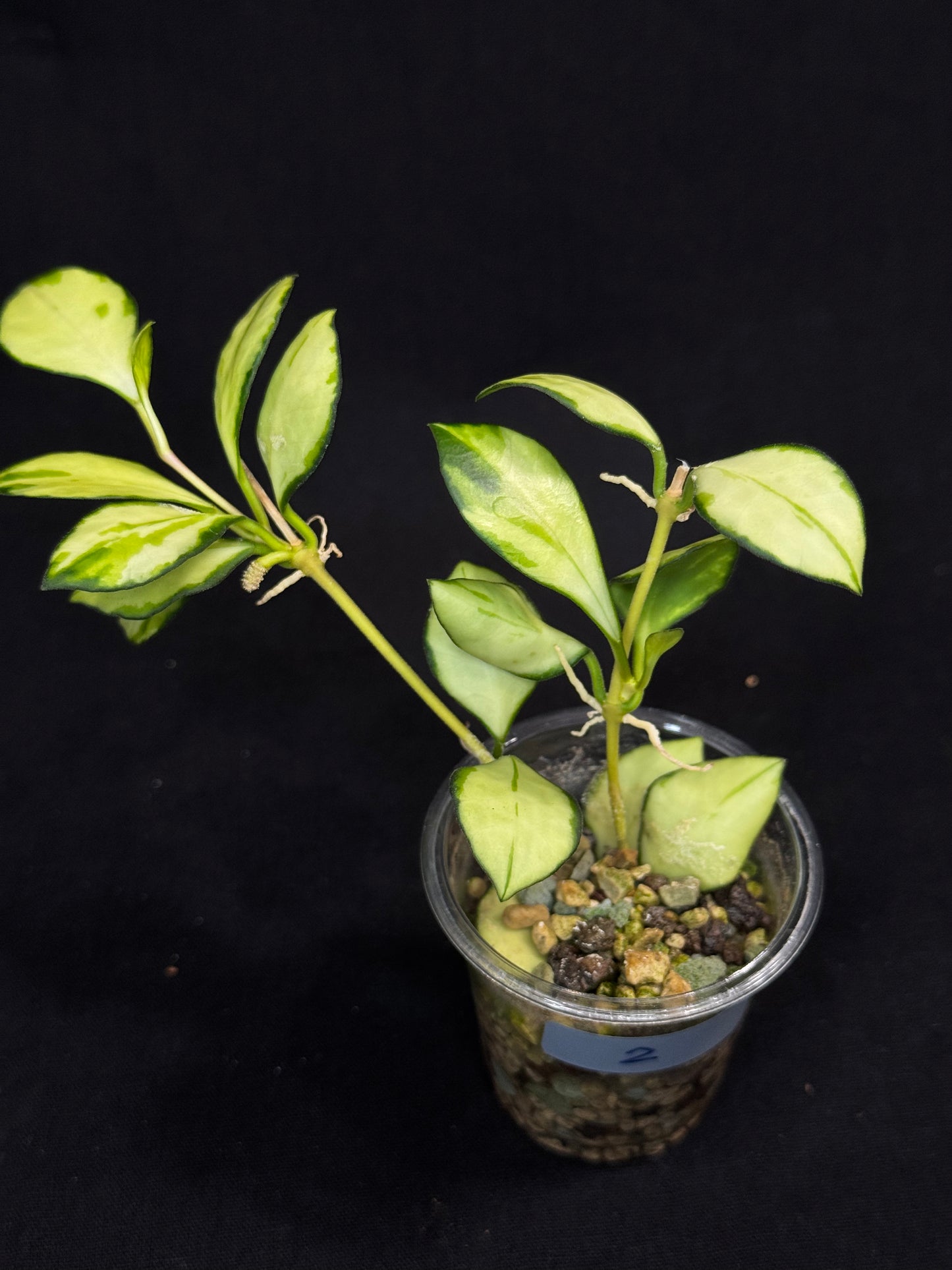 Hoya heuschkeliana variegata (#2), nice variegation, two plants