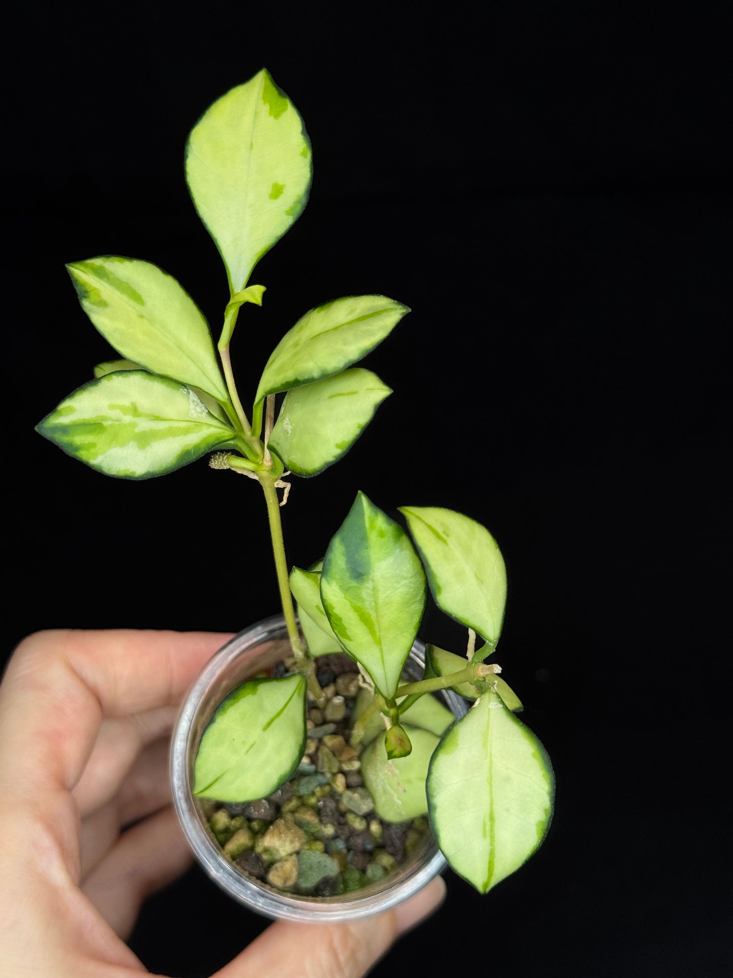 Hoya heuschkeliana variegata (#2), nice variegation, two plants