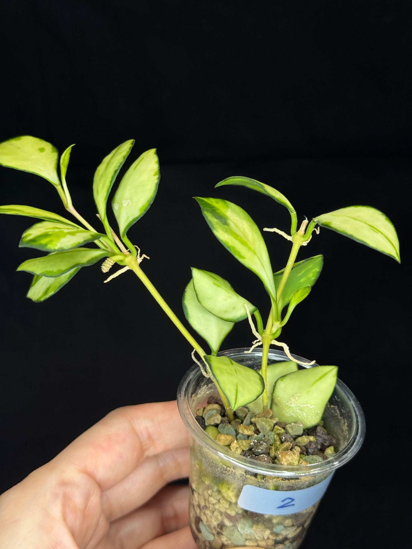 Hoya heuschkeliana variegata (#2), nice variegation, two plants