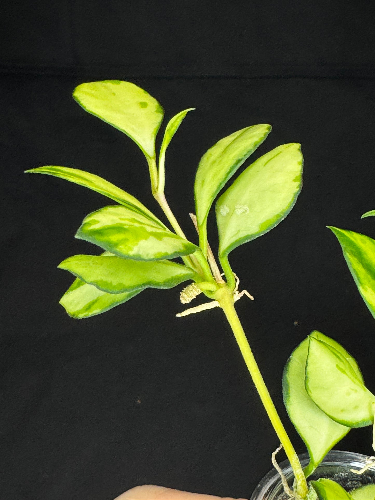 Hoya heuschkeliana variegata (#2), nice variegation, two plants