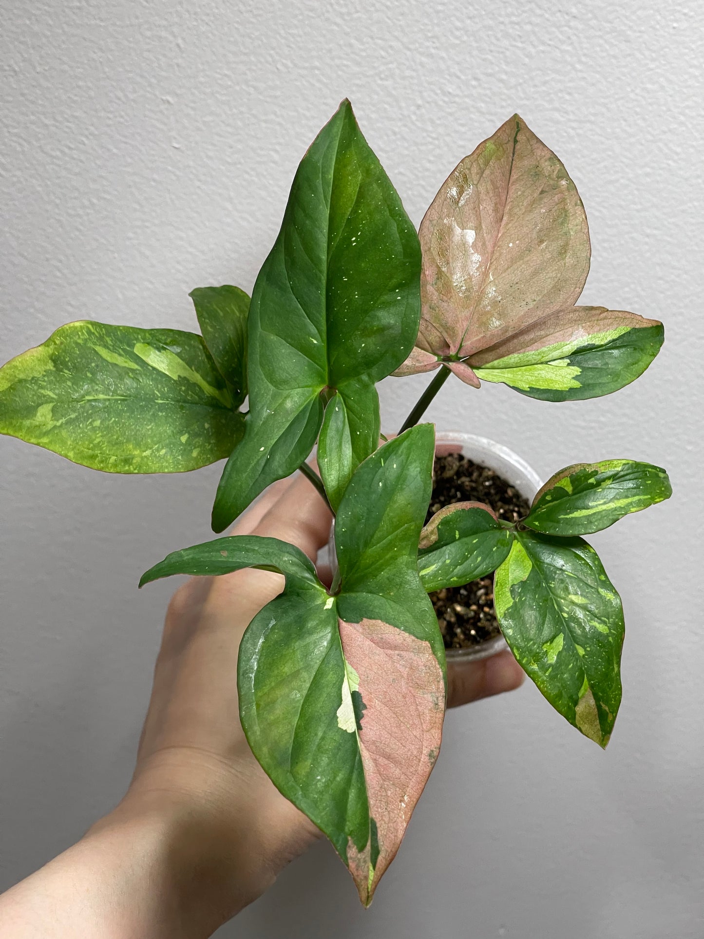 Exact Plant: Syngonium Tri-Color, established plant A