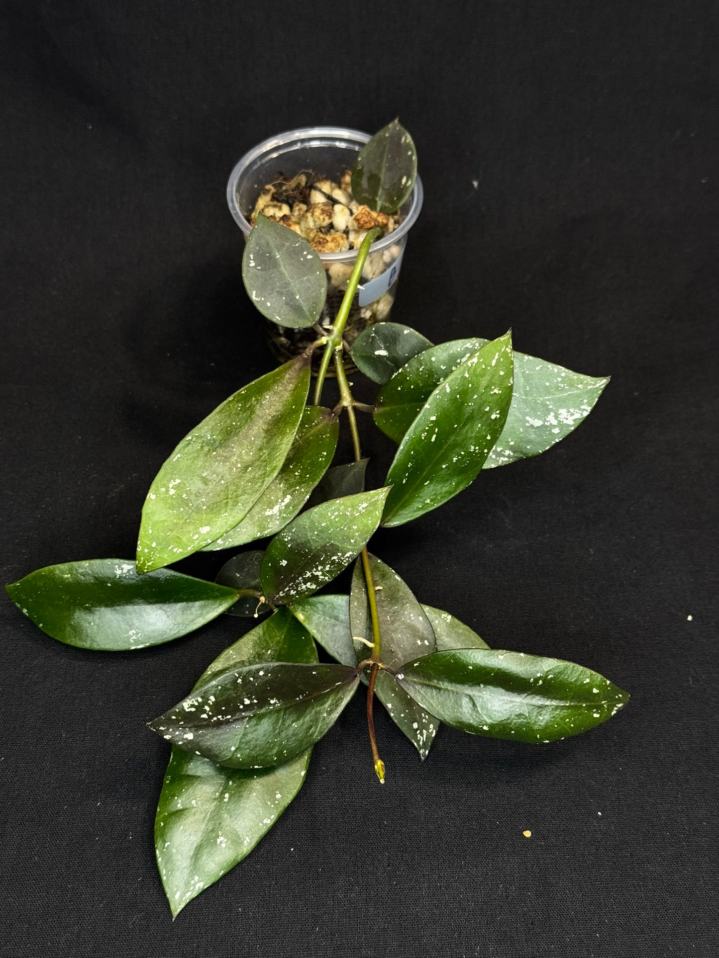 Hoya Walliniana UT152, nice red splashy leaves under sun-stress, #B