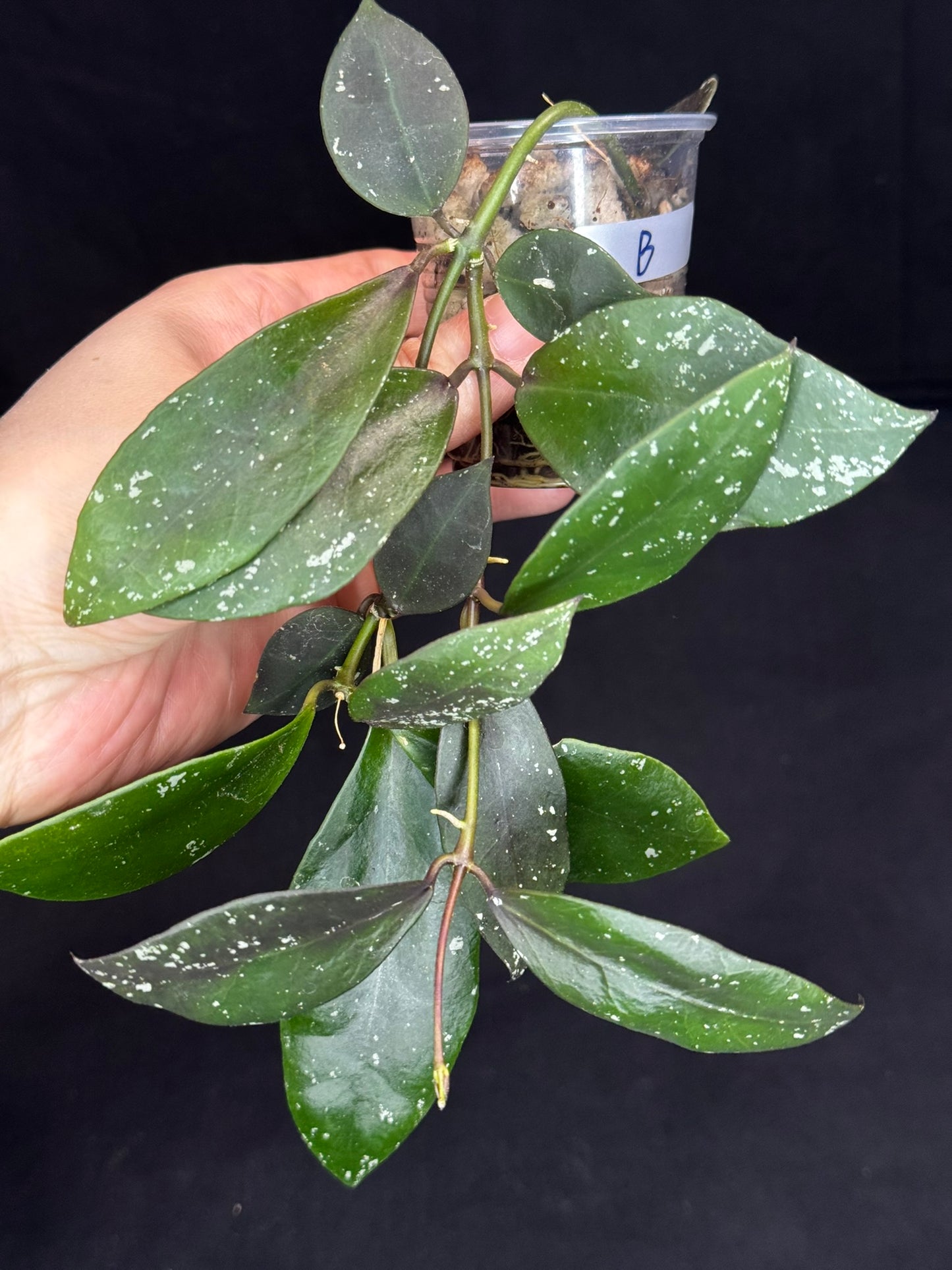 Hoya Walliniana UT152, nice red splashy leaves under sun-stress, #B