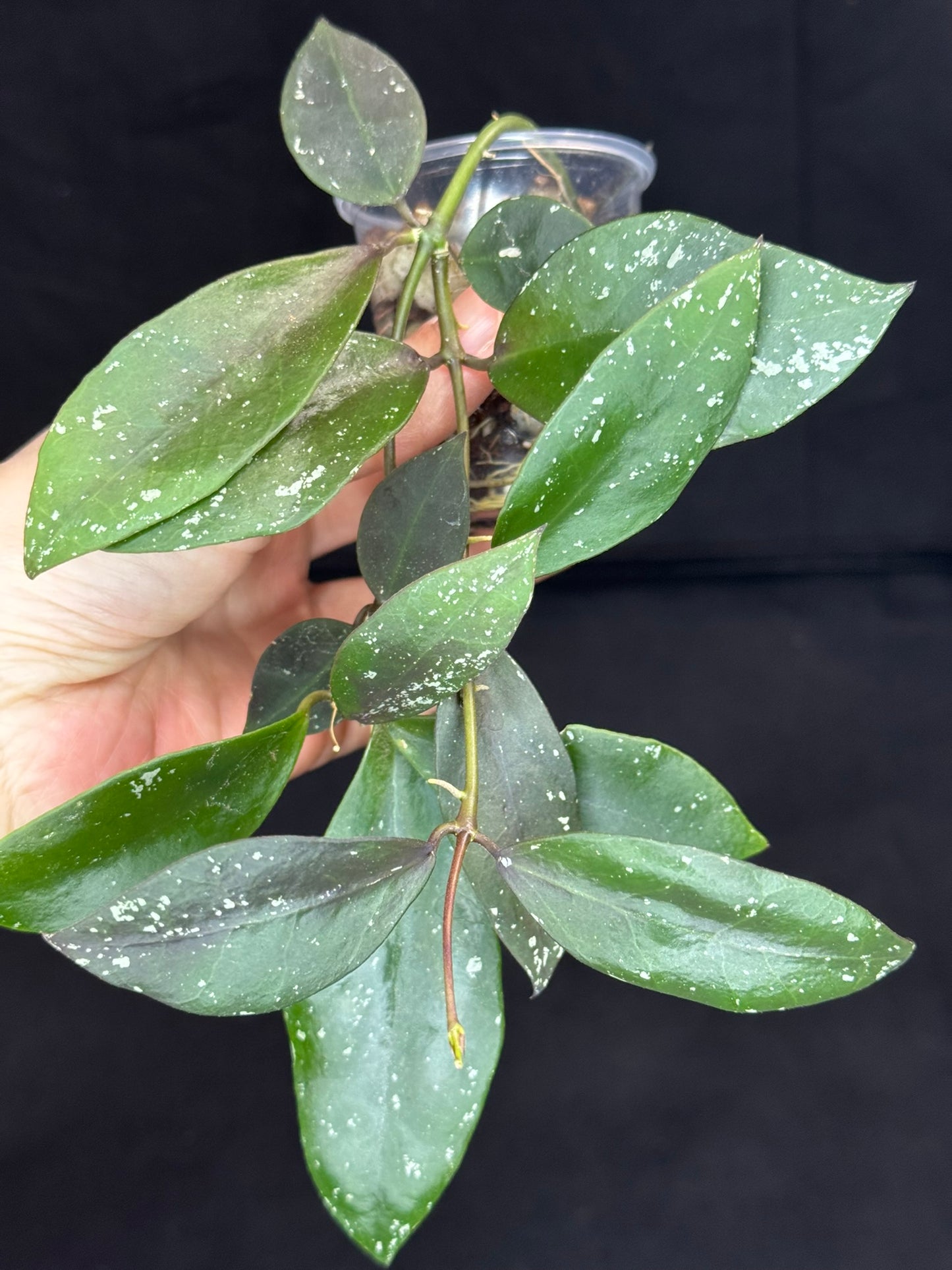 Hoya Walliniana UT152, nice red splashy leaves under sun-stress, #B