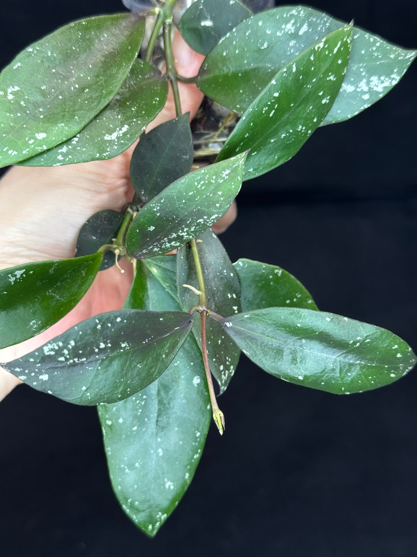 Hoya Walliniana UT152, nice red splashy leaves under sun-stress, #B