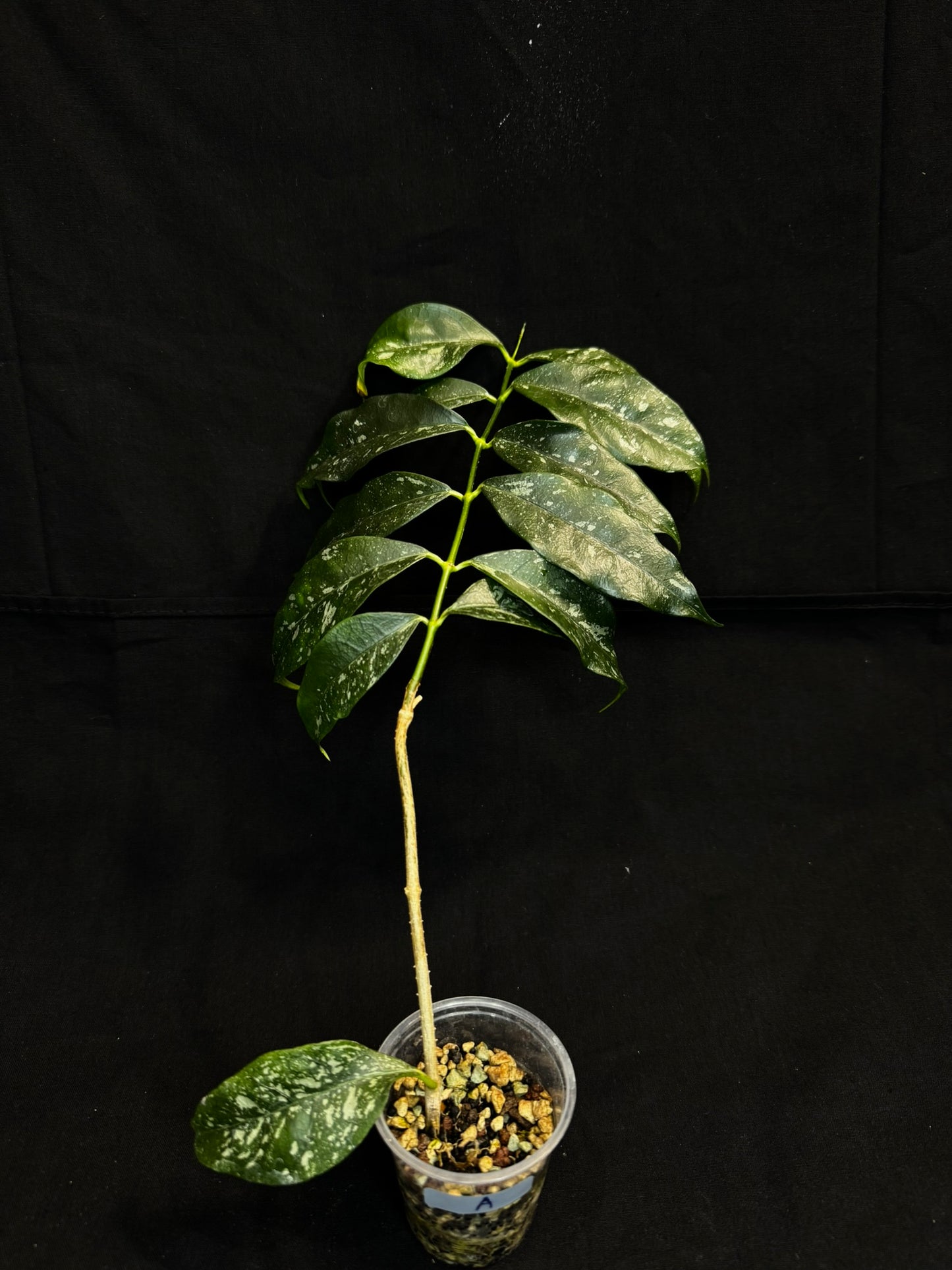 Hoya Cystiantha Splash (#A), rare, nice splashy leaves (one leaf cosmetic damage)
