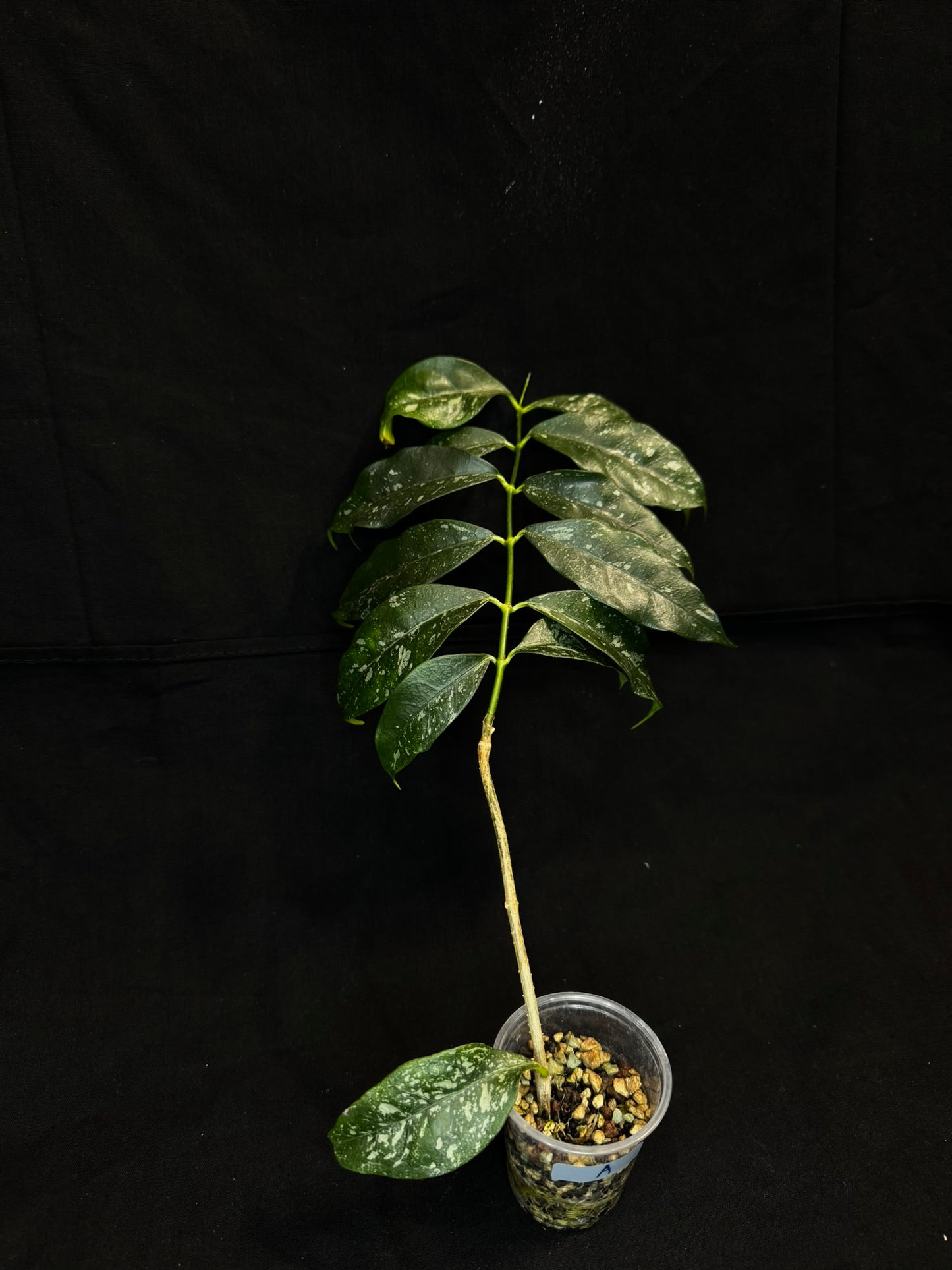 Hoya Cystiantha Splash (#A), rare, nice splashy leaves (one leaf cosmetic damage)