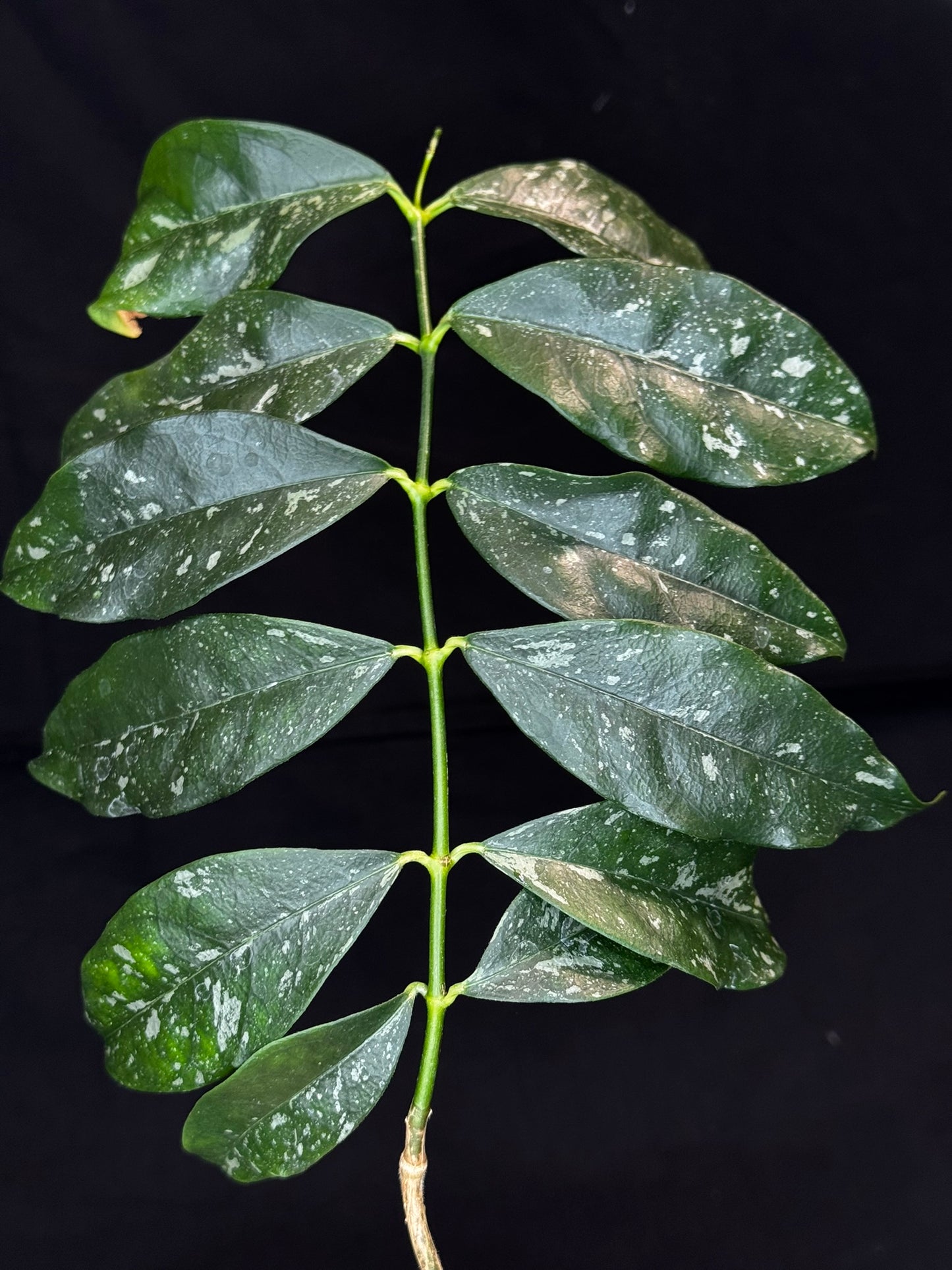 Hoya Cystiantha Splash (#A), rare, nice splashy leaves (one leaf cosmetic damage)