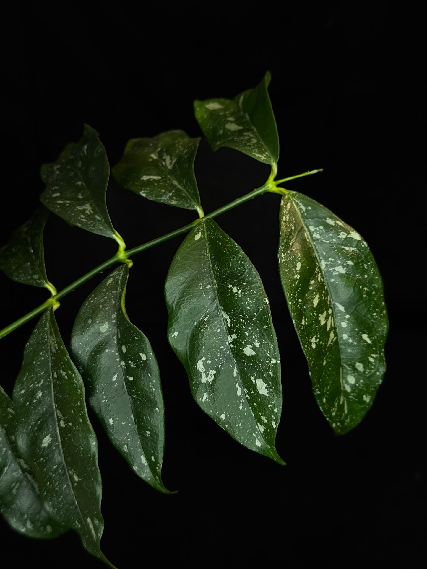 Hoya Cystiantha Splash (#A), rare, nice splashy leaves (one leaf cosmetic damage)