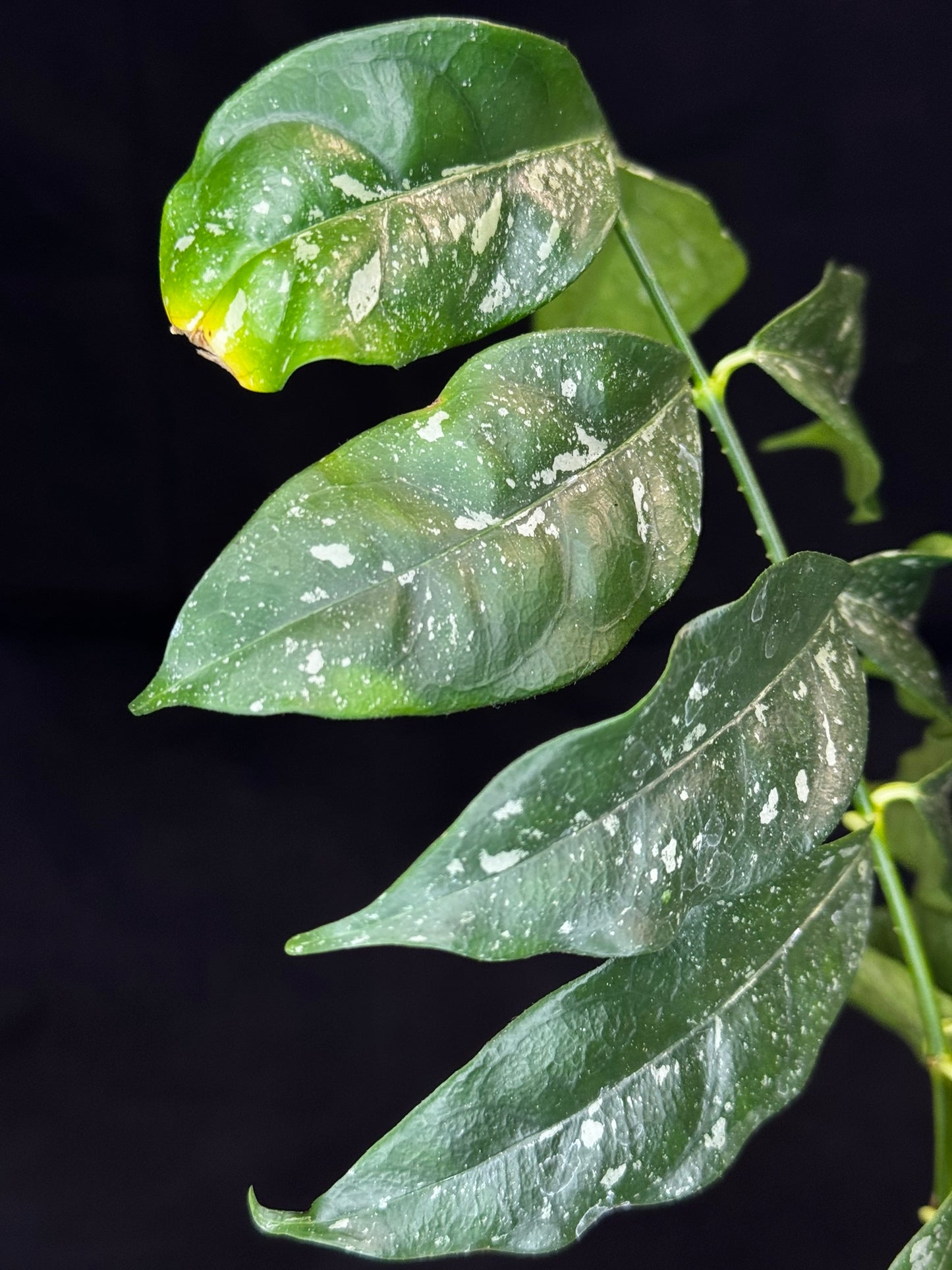 Hoya Cystiantha Splash (#A), rare, nice splashy leaves (one leaf cosmetic damage)