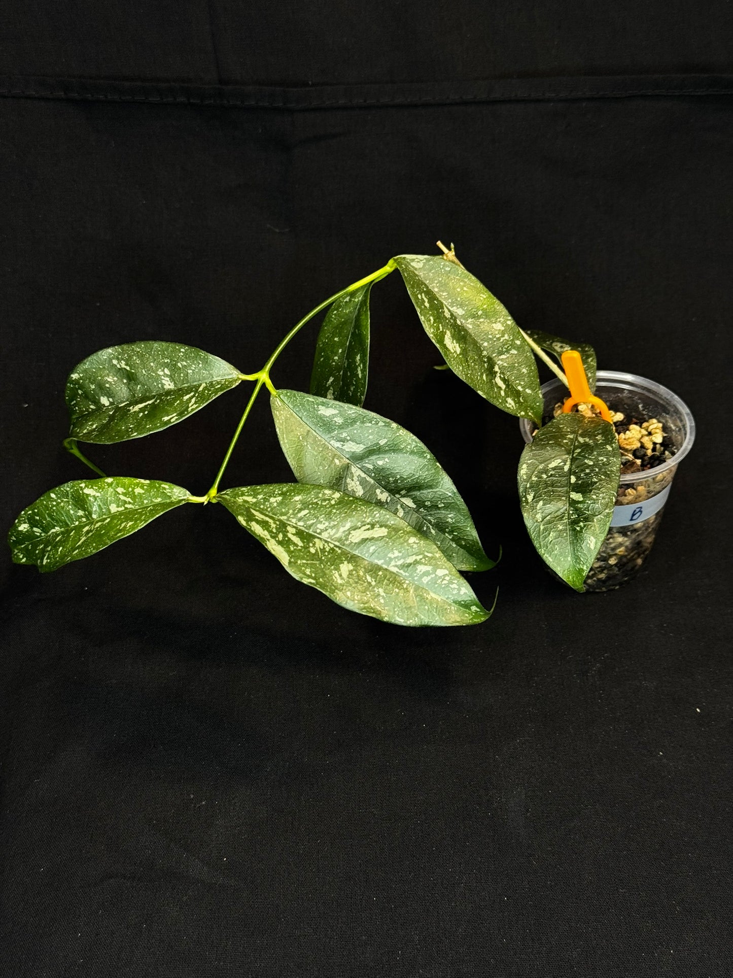 Hoya Cystiantha Splash (#B), rare, nice splashy leaves