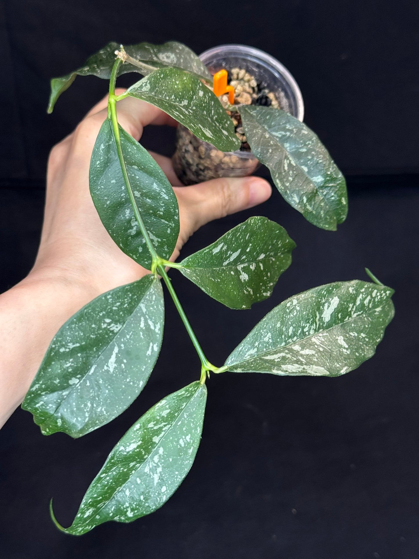 Hoya Cystiantha Splash (#B), rare, nice splashy leaves