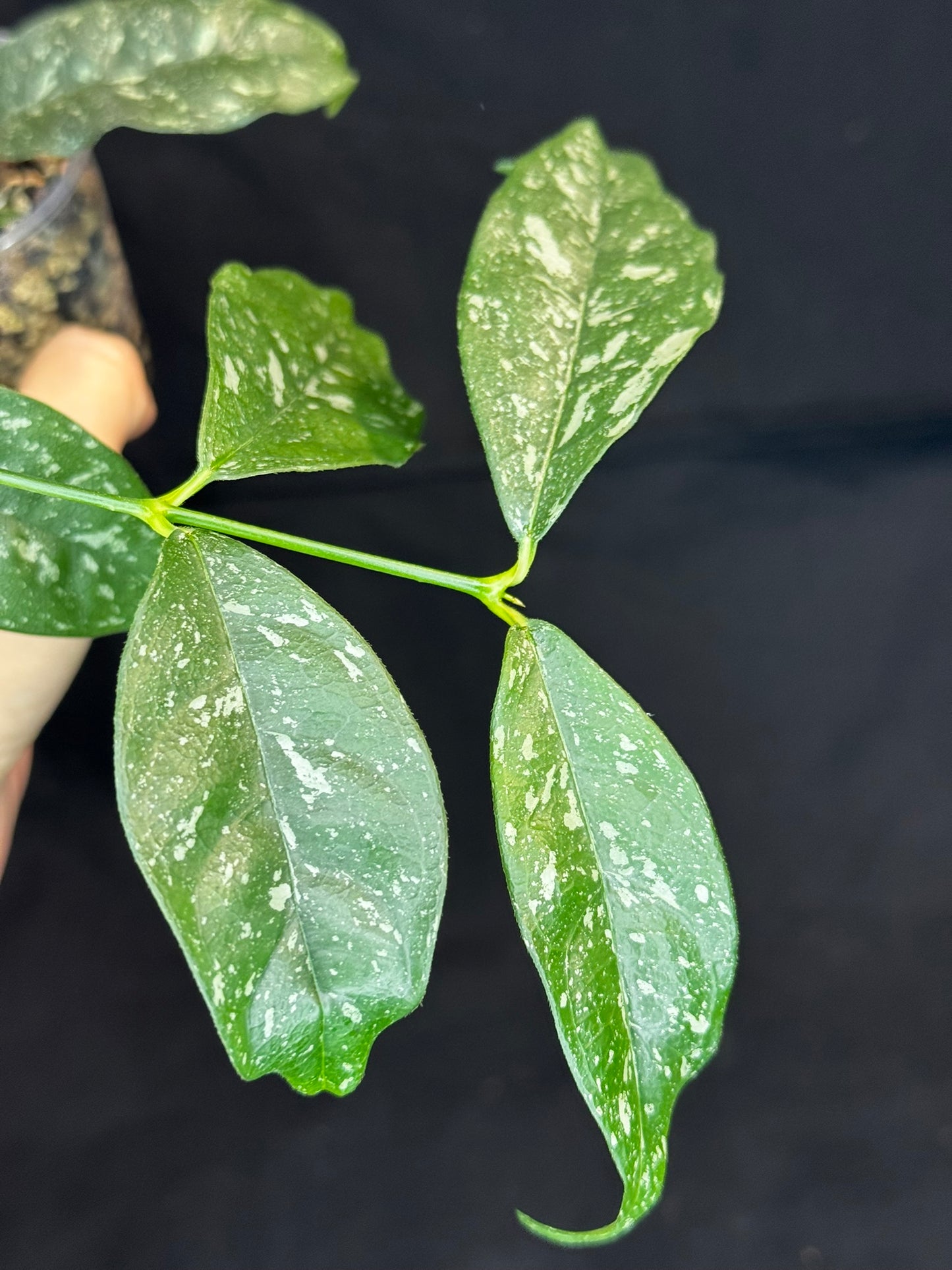 Hoya Cystiantha Splash (#B), rare, nice splashy leaves