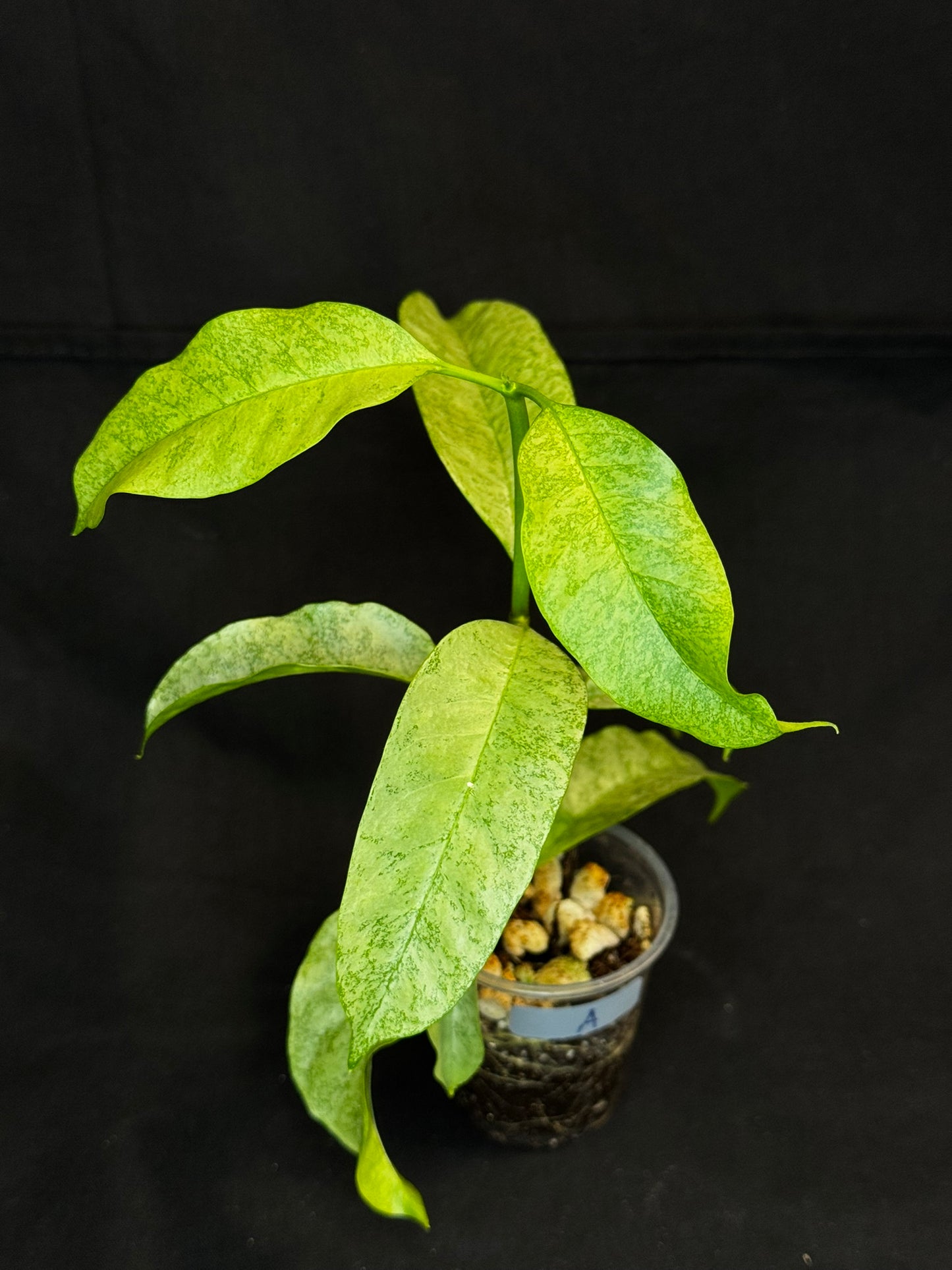 Hoya multiflora silver 'Wonder Phil' (#A), silver leaves, active growth, well-rooted