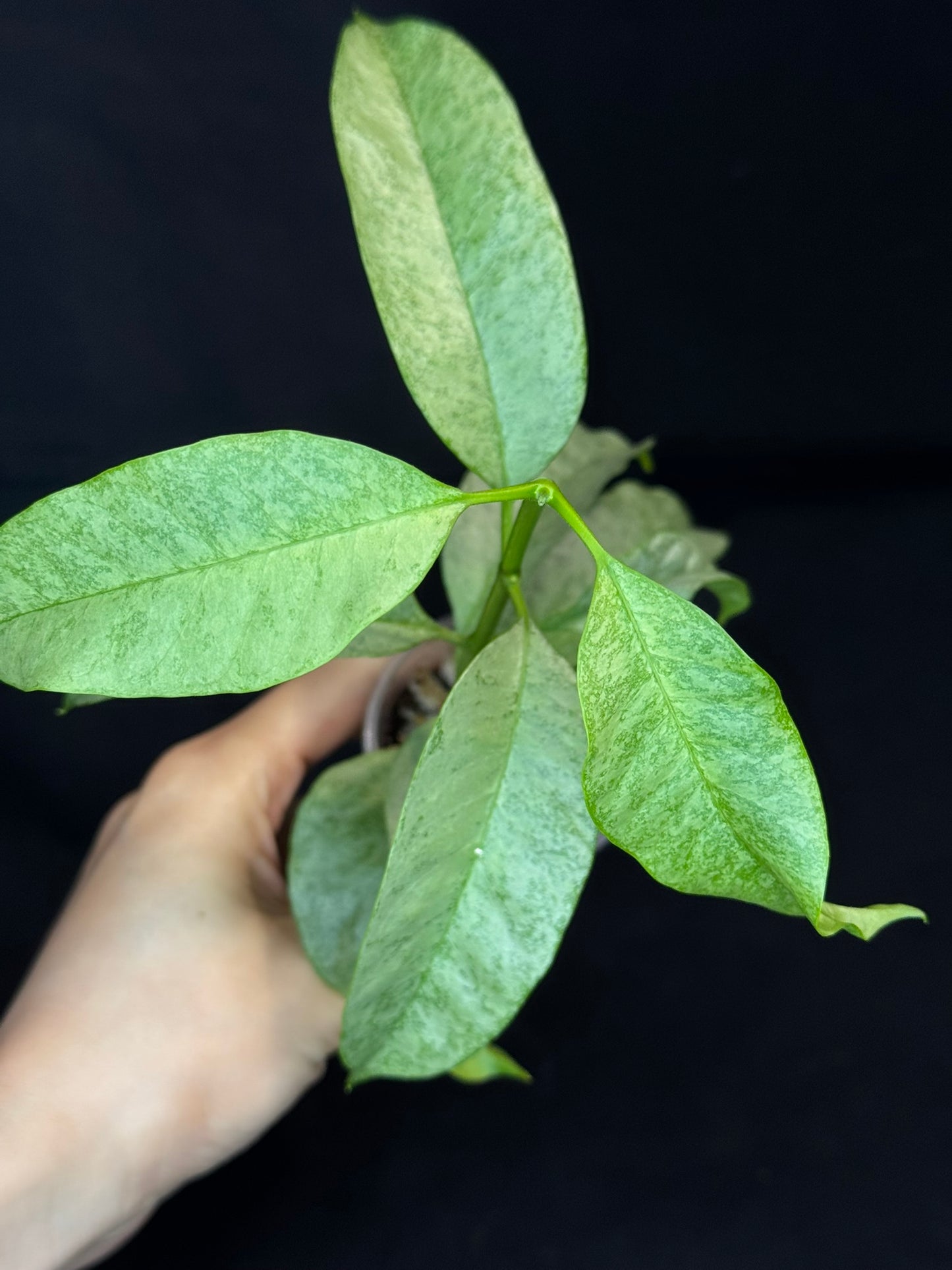 Hoya multiflora silver 'Wonder Phil' (#A), silver leaves, active growth, well-rooted