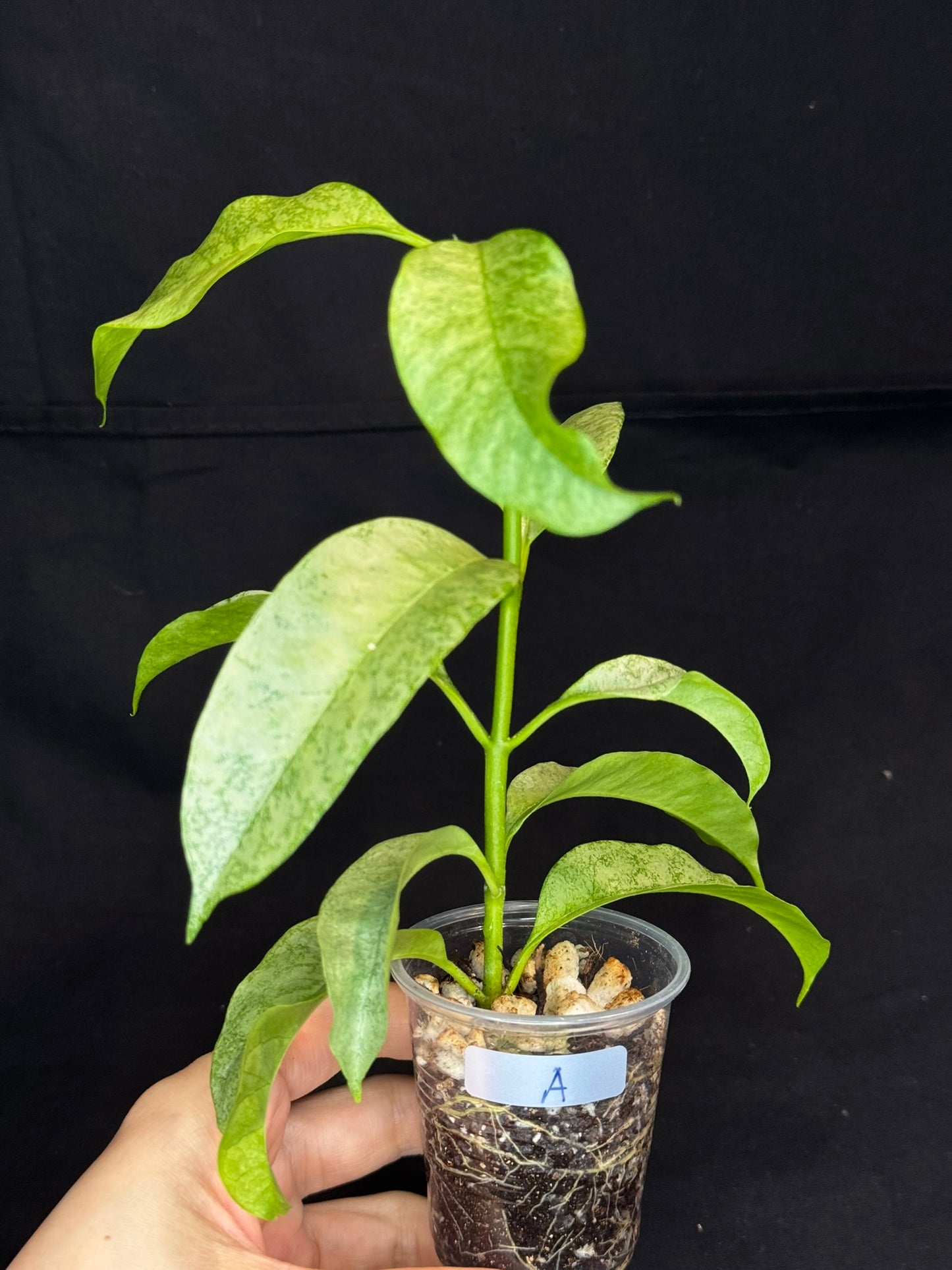 Hoya multiflora silver 'Wonder Phil' (#A), silver leaves, active growth, well-rooted