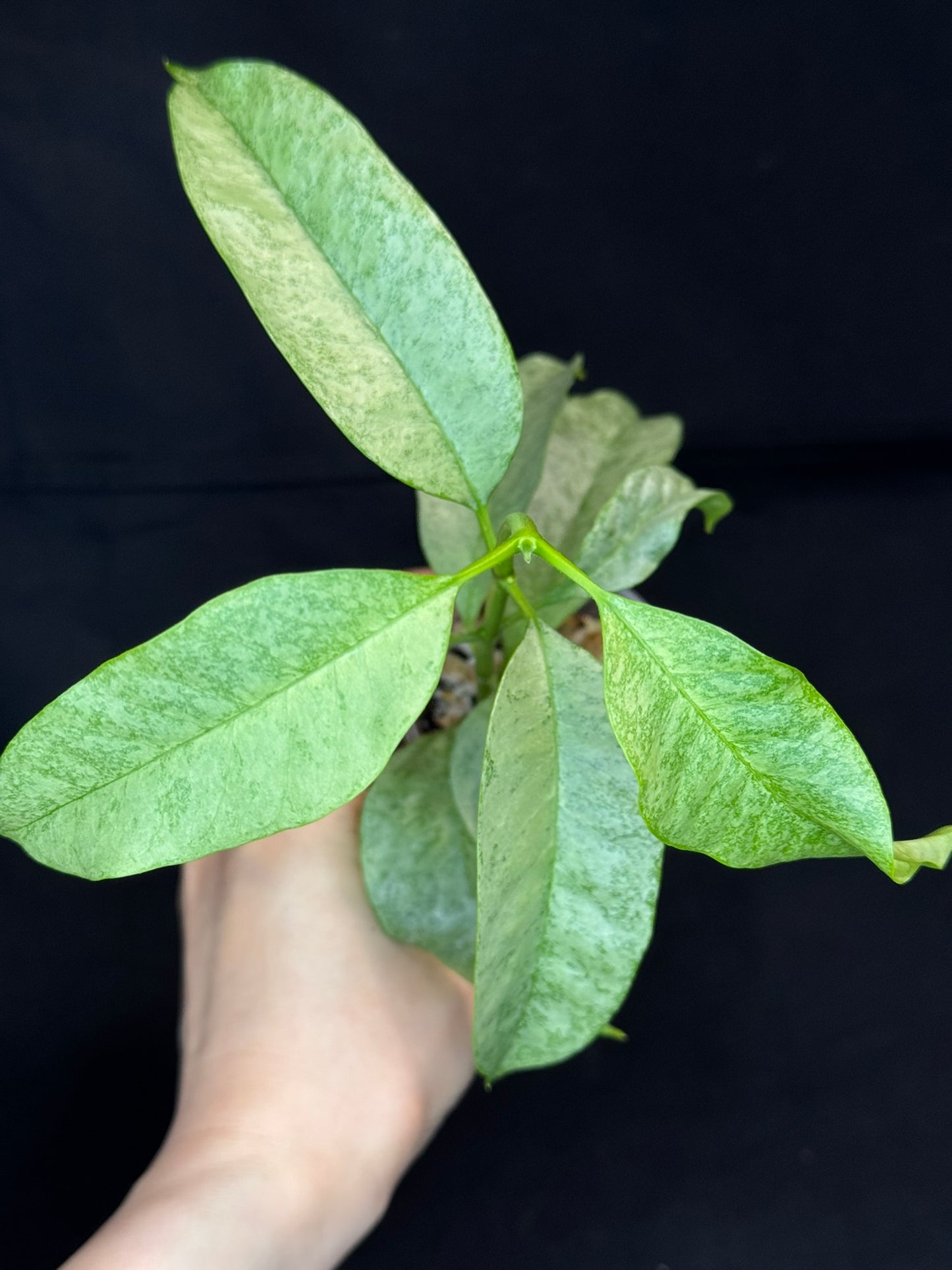 Hoya multiflora silver 'Wonder Phil' (#A), silver leaves, active growth, well-rooted